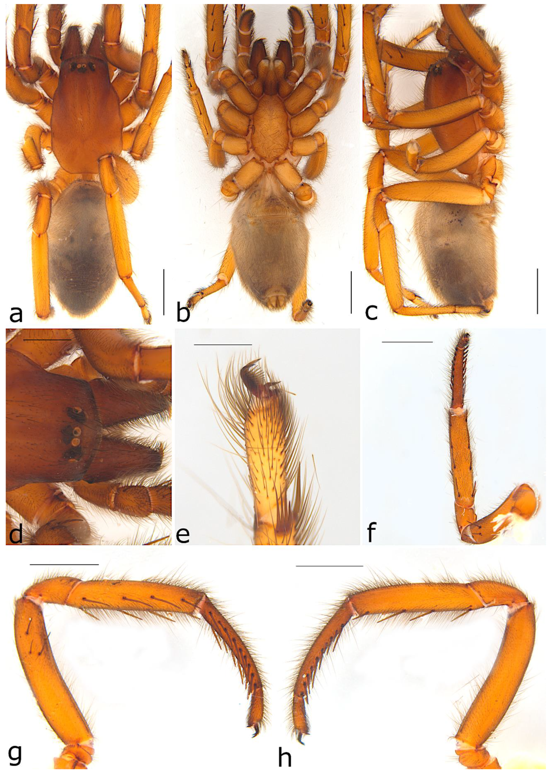 Taxonomy 02 00028 g071