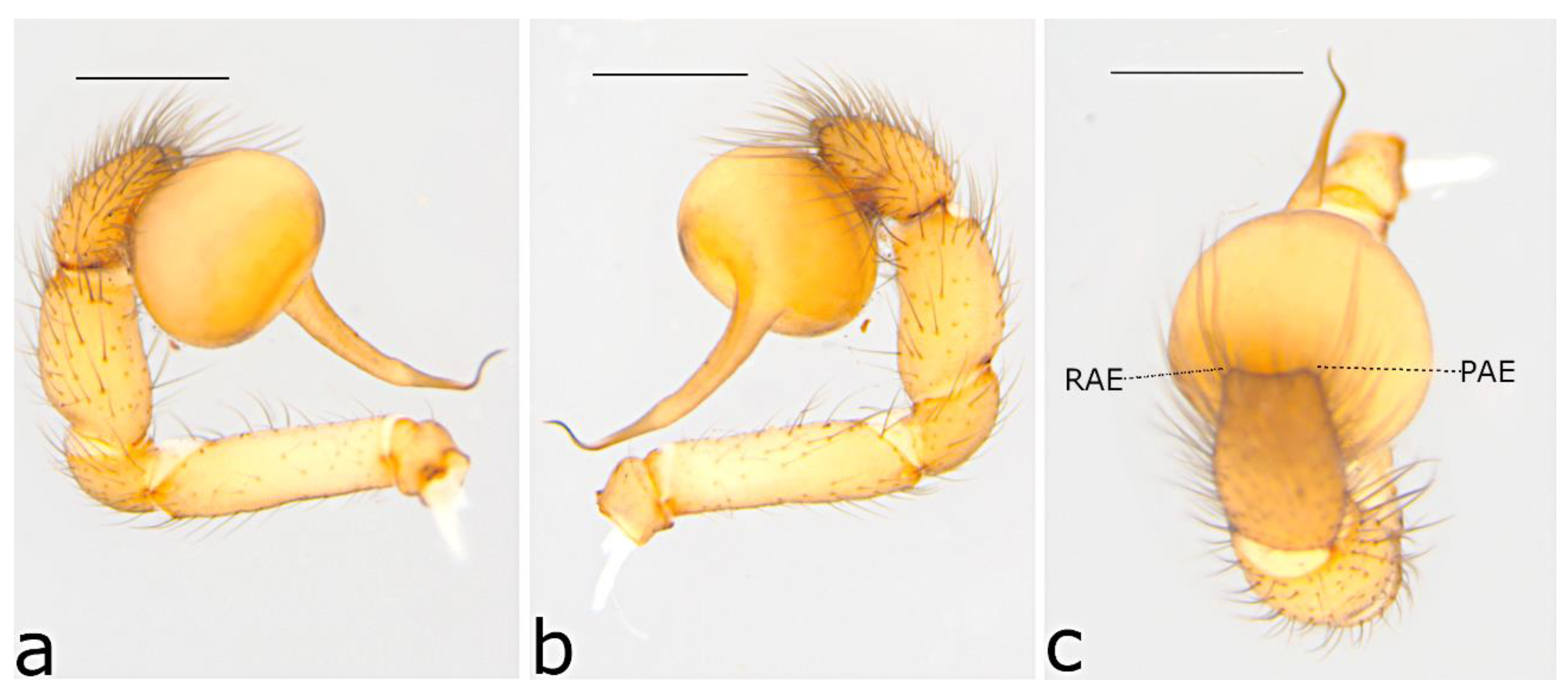 Taxonomy 02 00028 g074