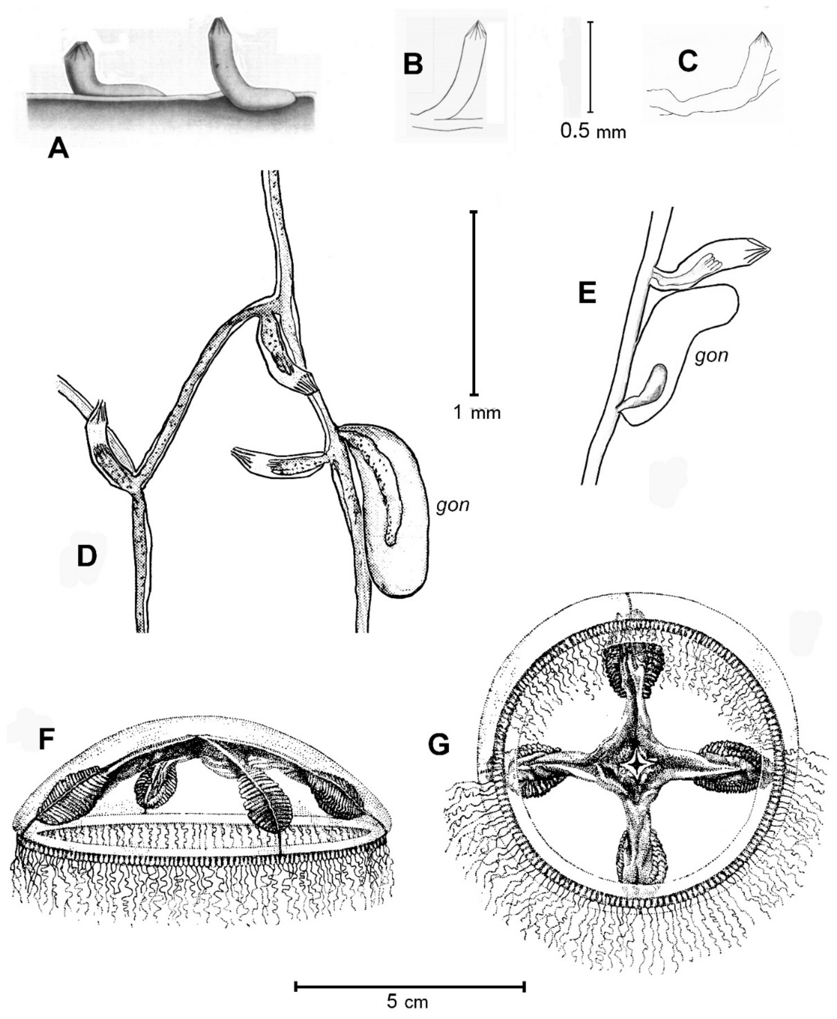 Taxonomy 02 00029 g001