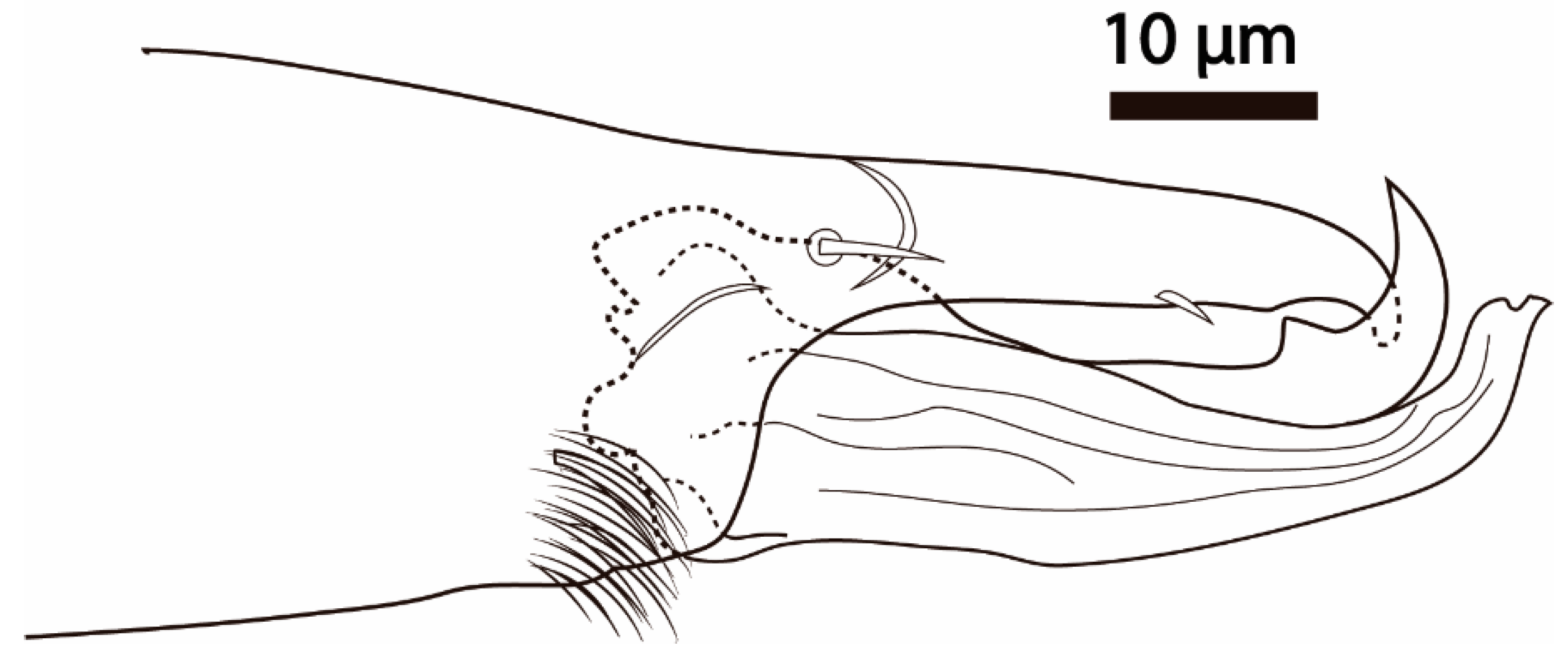 Taxonomy 02 00030 g006
