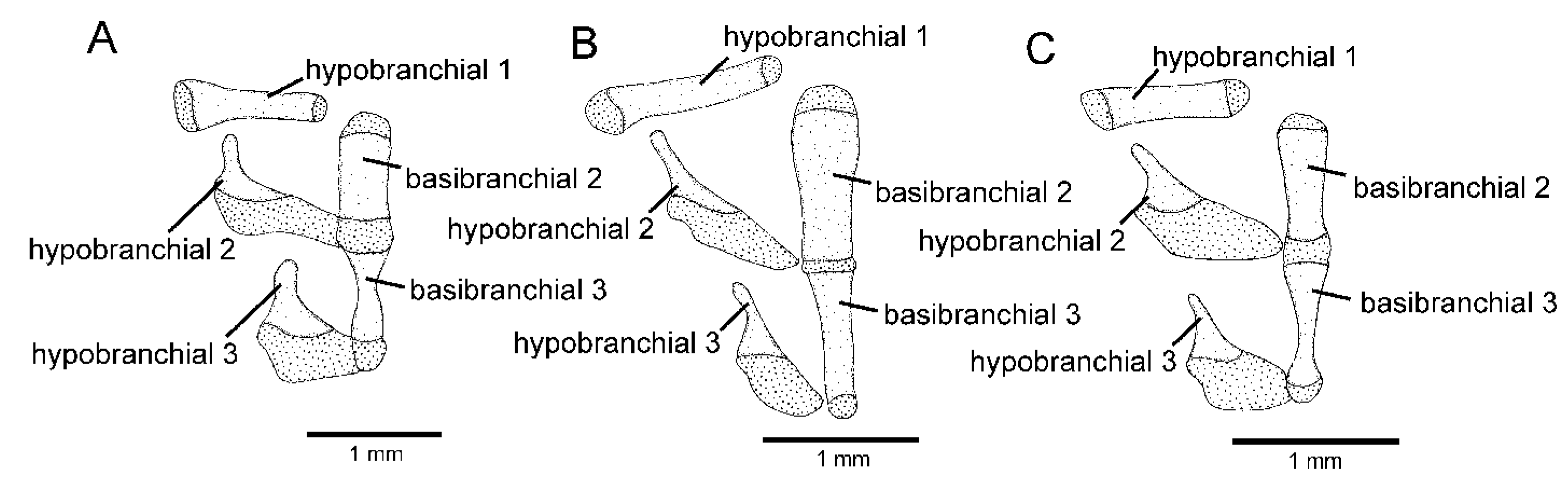 Taxonomy 02 00032 g003