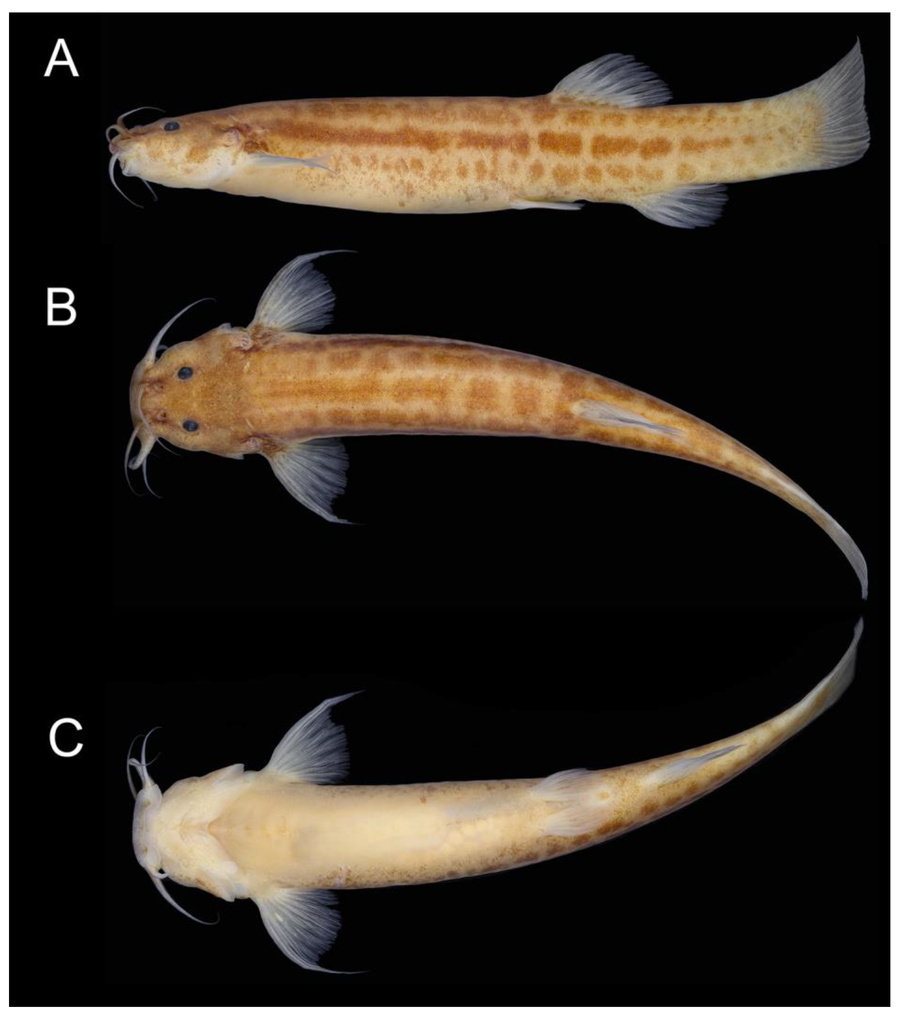Taxonomy 02 00032 g007