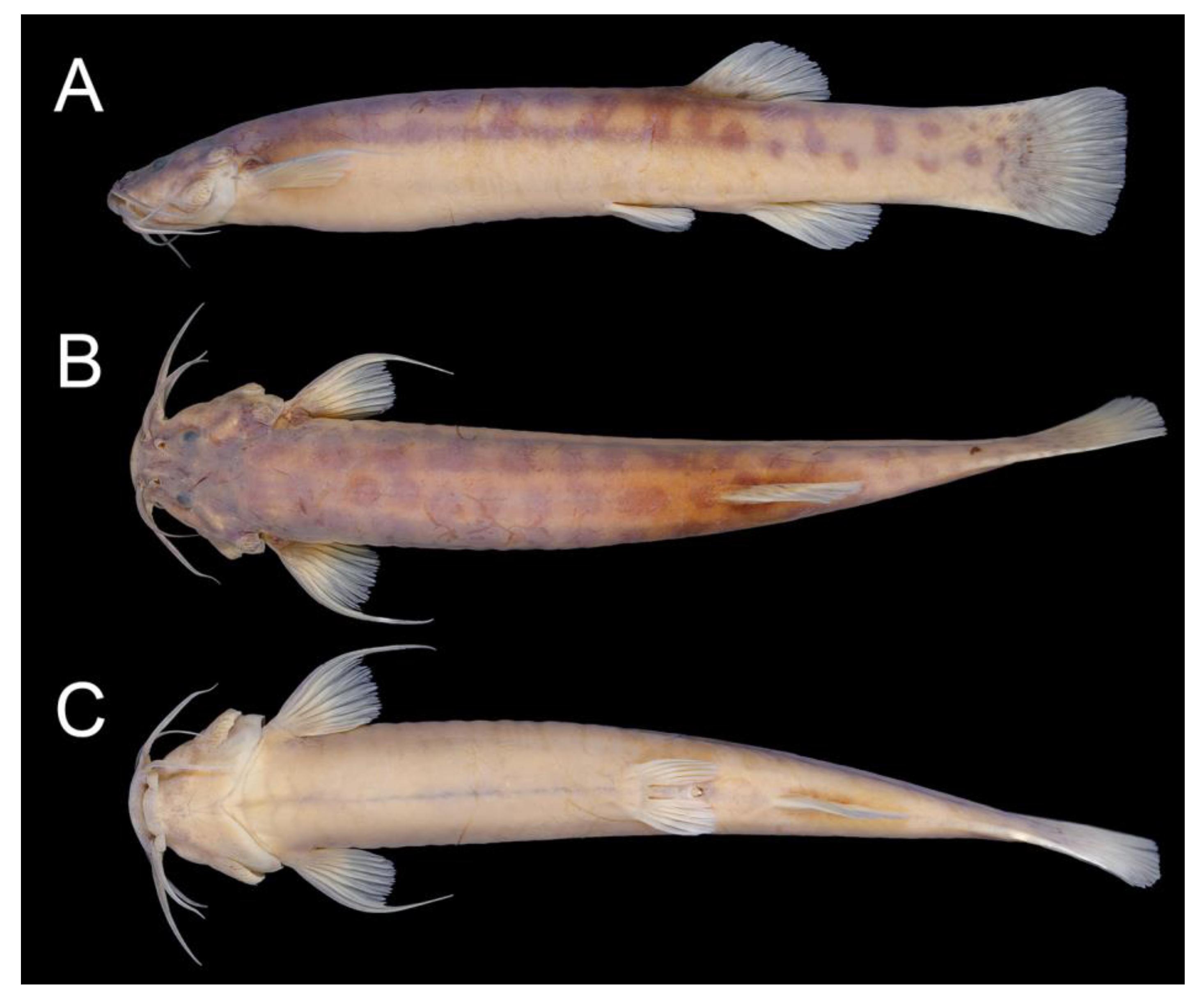 Taxonomy 02 00032 g012