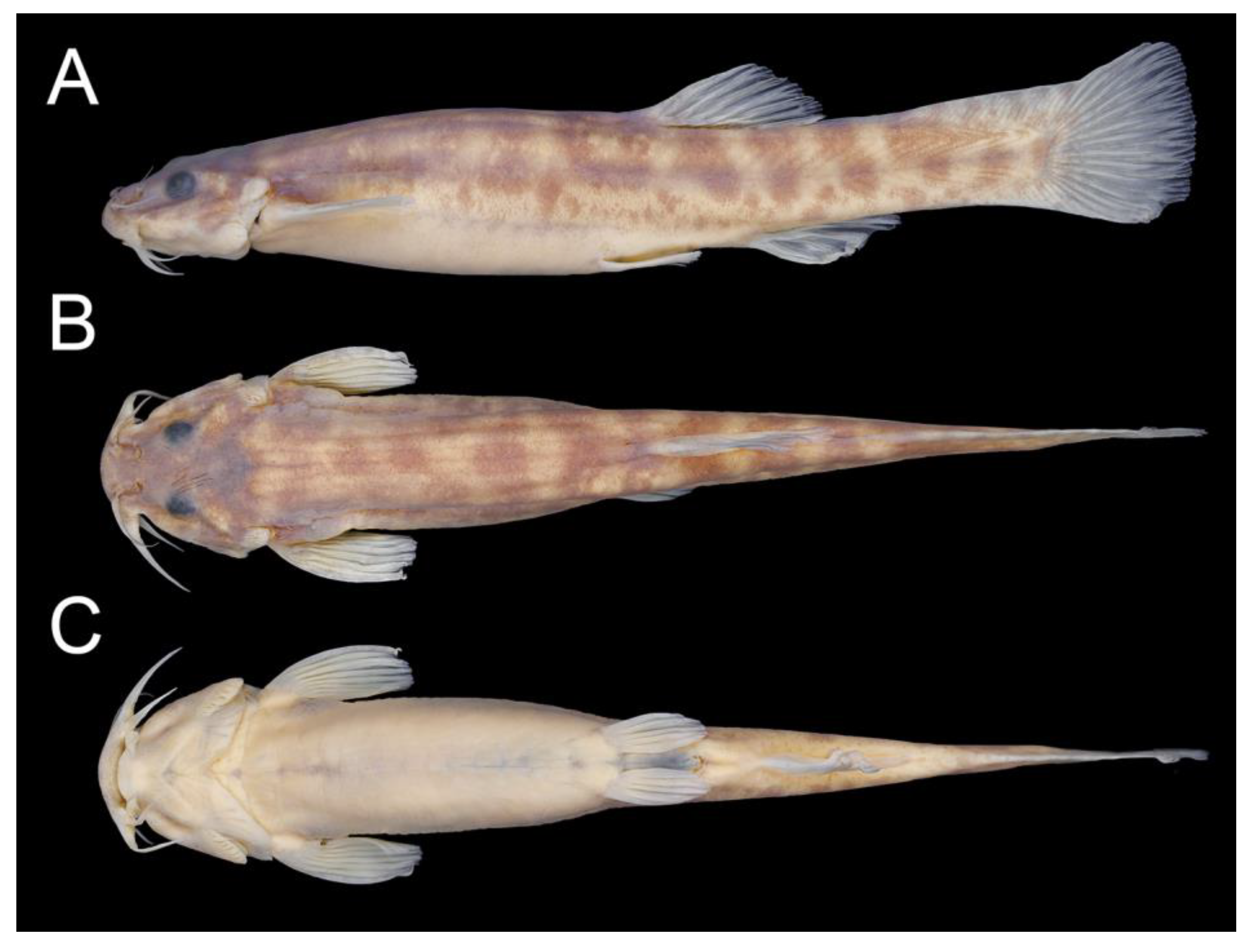 Taxonomy 02 00032 g016