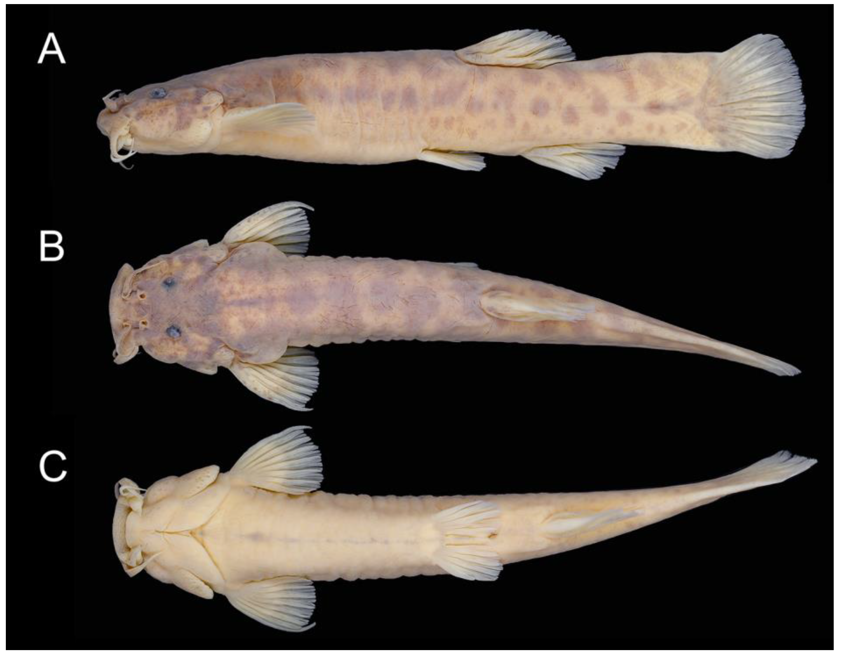 Taxonomy 02 00032 g017