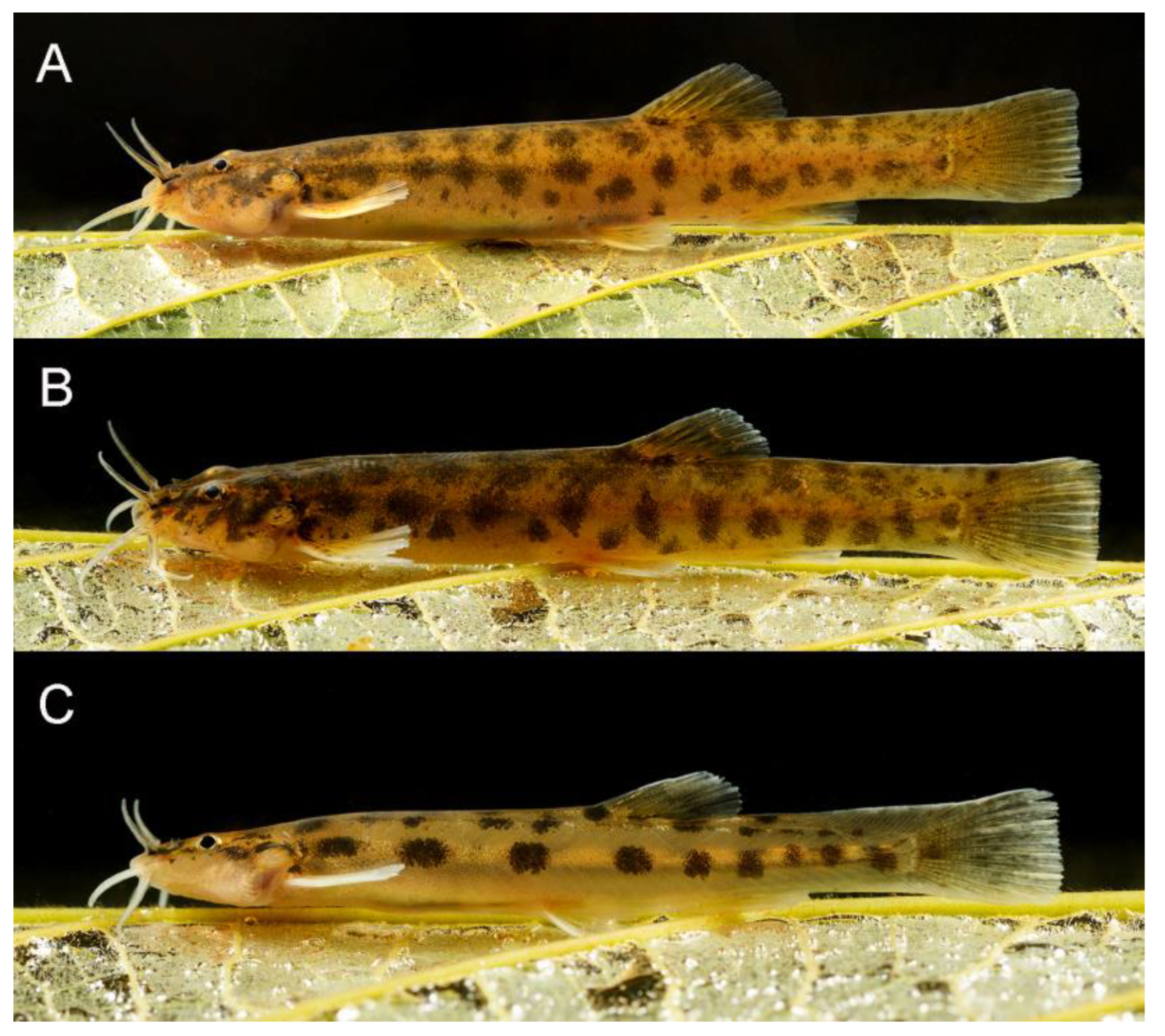 Taxonomy 02 00032 g019