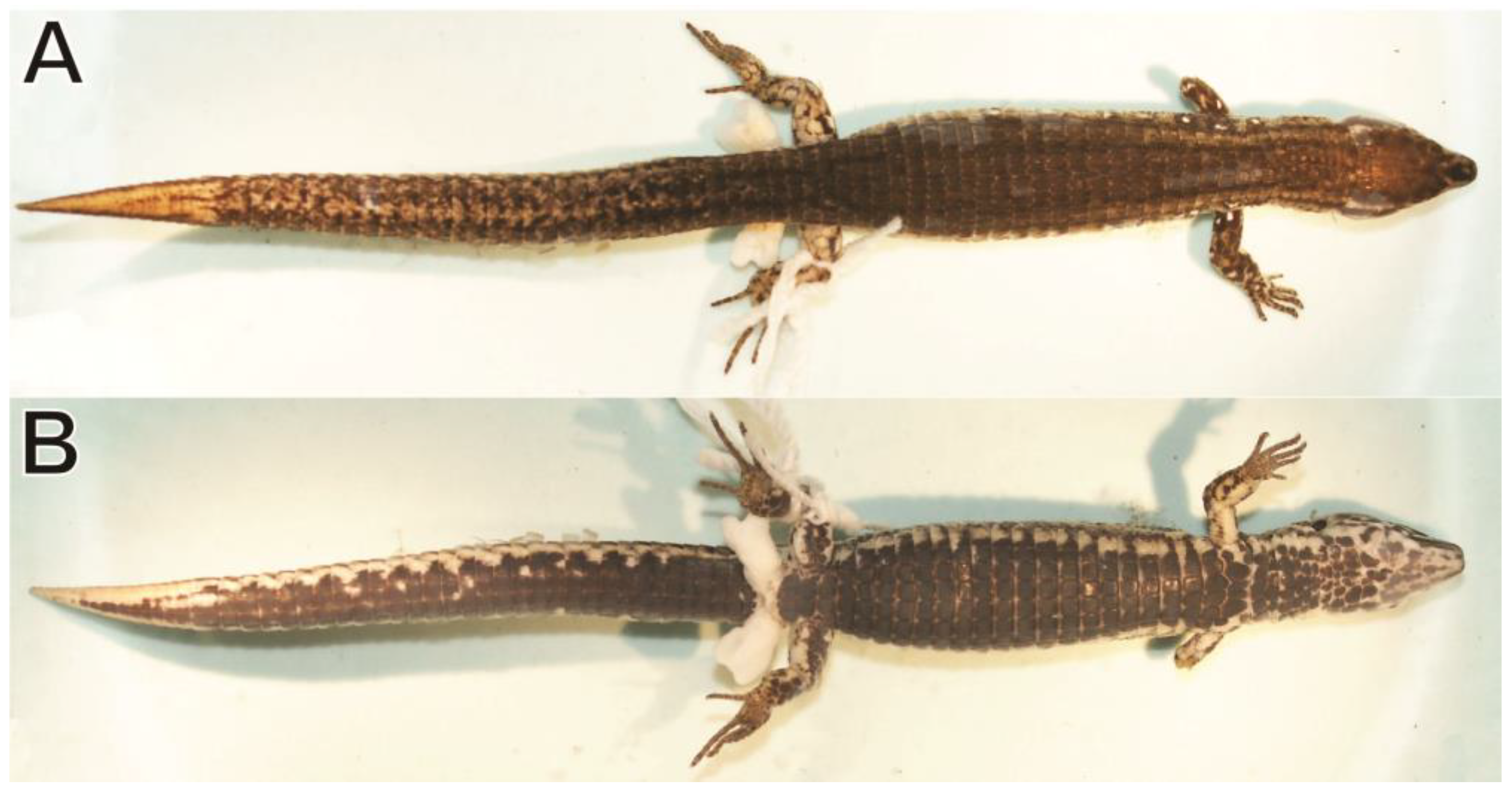 Taxonomy 03 00002 g005 Taxonomy 03 00002 g005