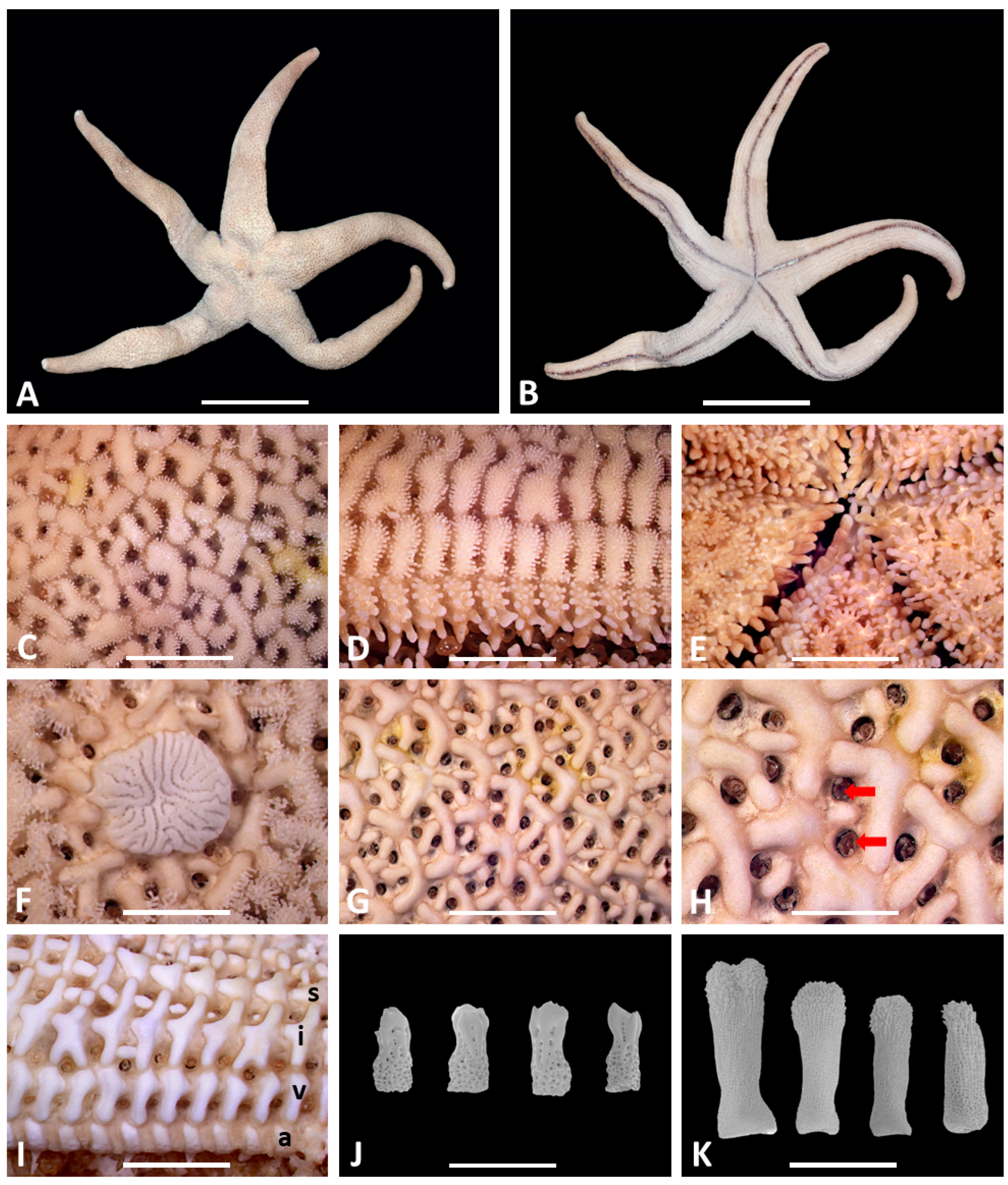 Taxonomy 03 00004 g001 Taxonomy 03 00004 g001