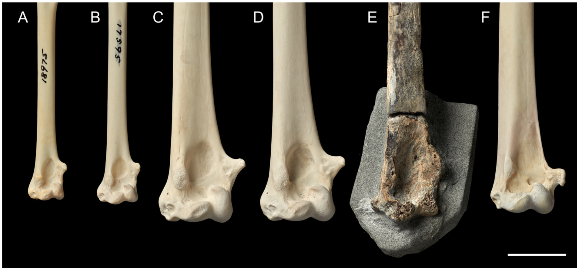 Taxonomy 03 00006 g004 Taxonomy 03 00006 g004