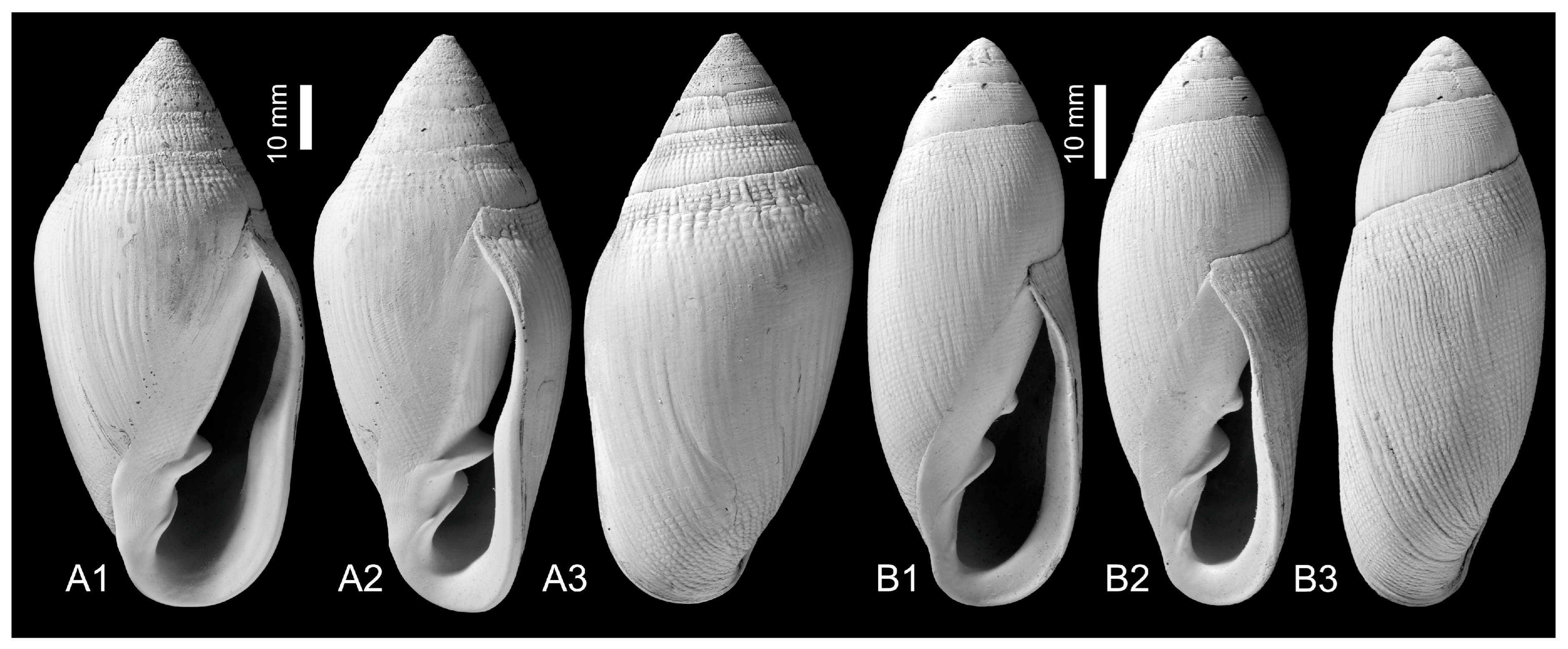Taxonomy 03 00007 g001