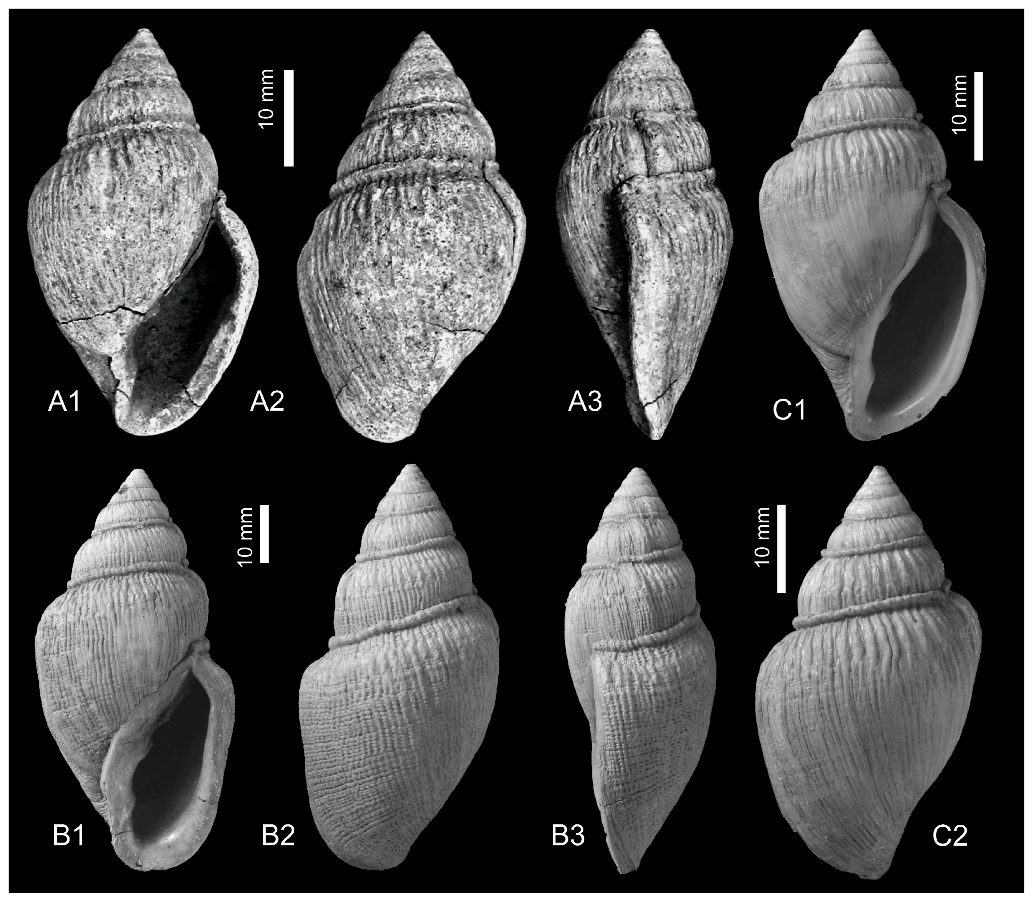 Taxonomy 03 00007 g002