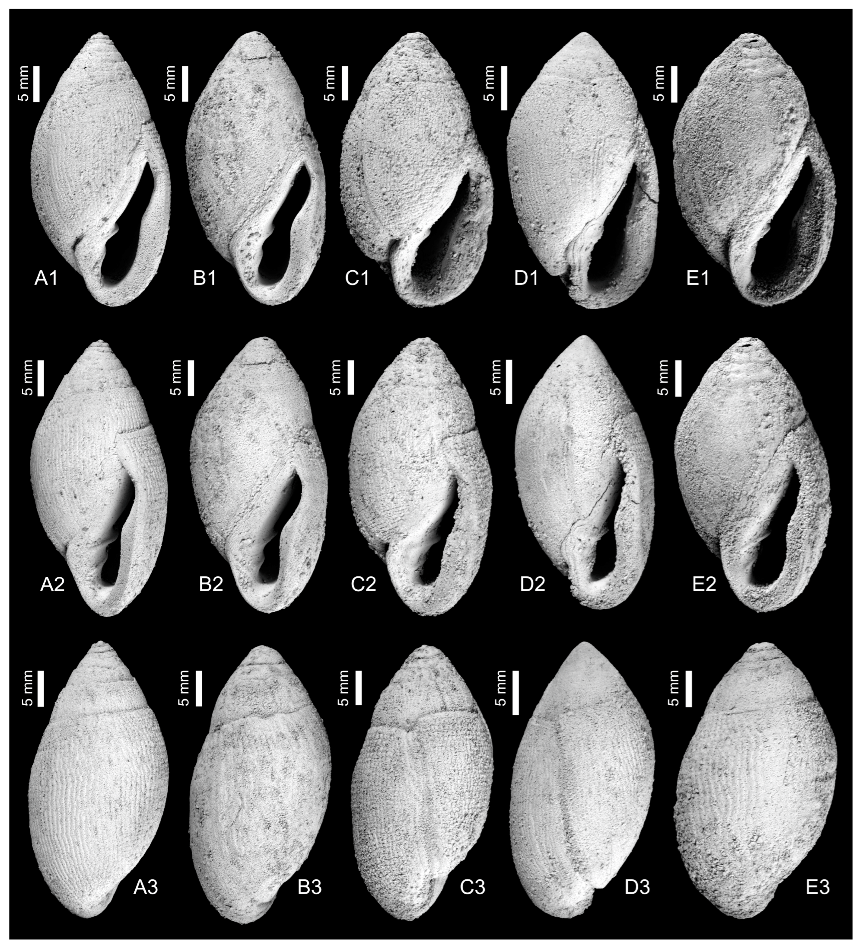 Taxonomy 03 00007 g003
