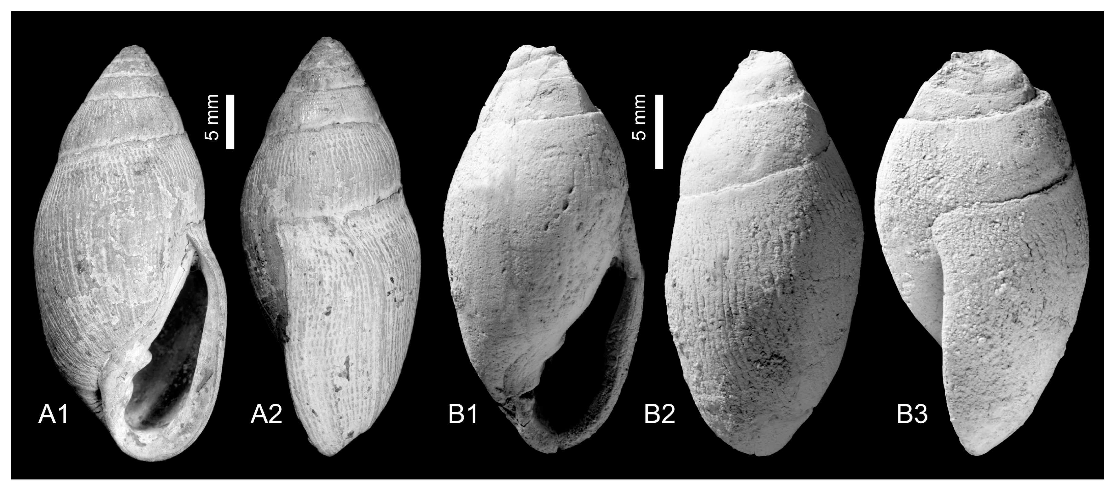 Taxonomy 03 00007 g004