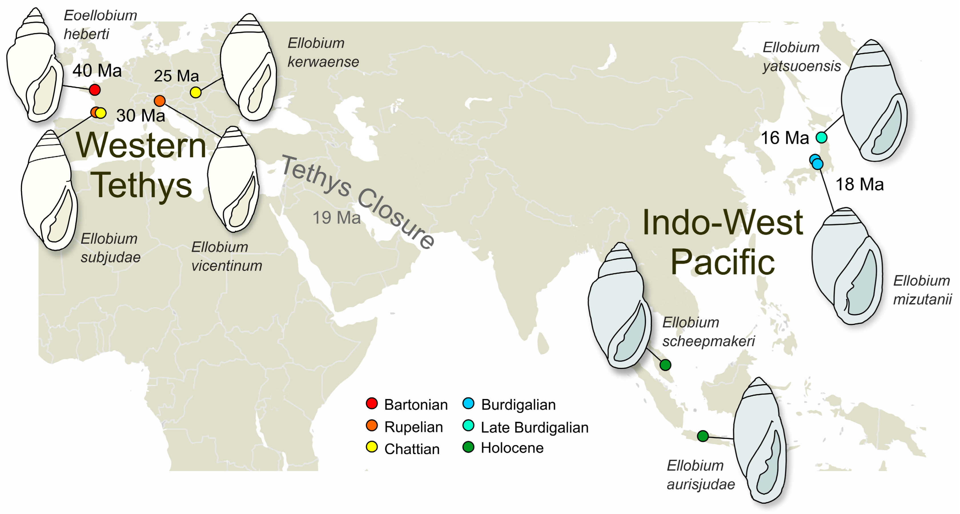 Taxonomy 03 00007 g005