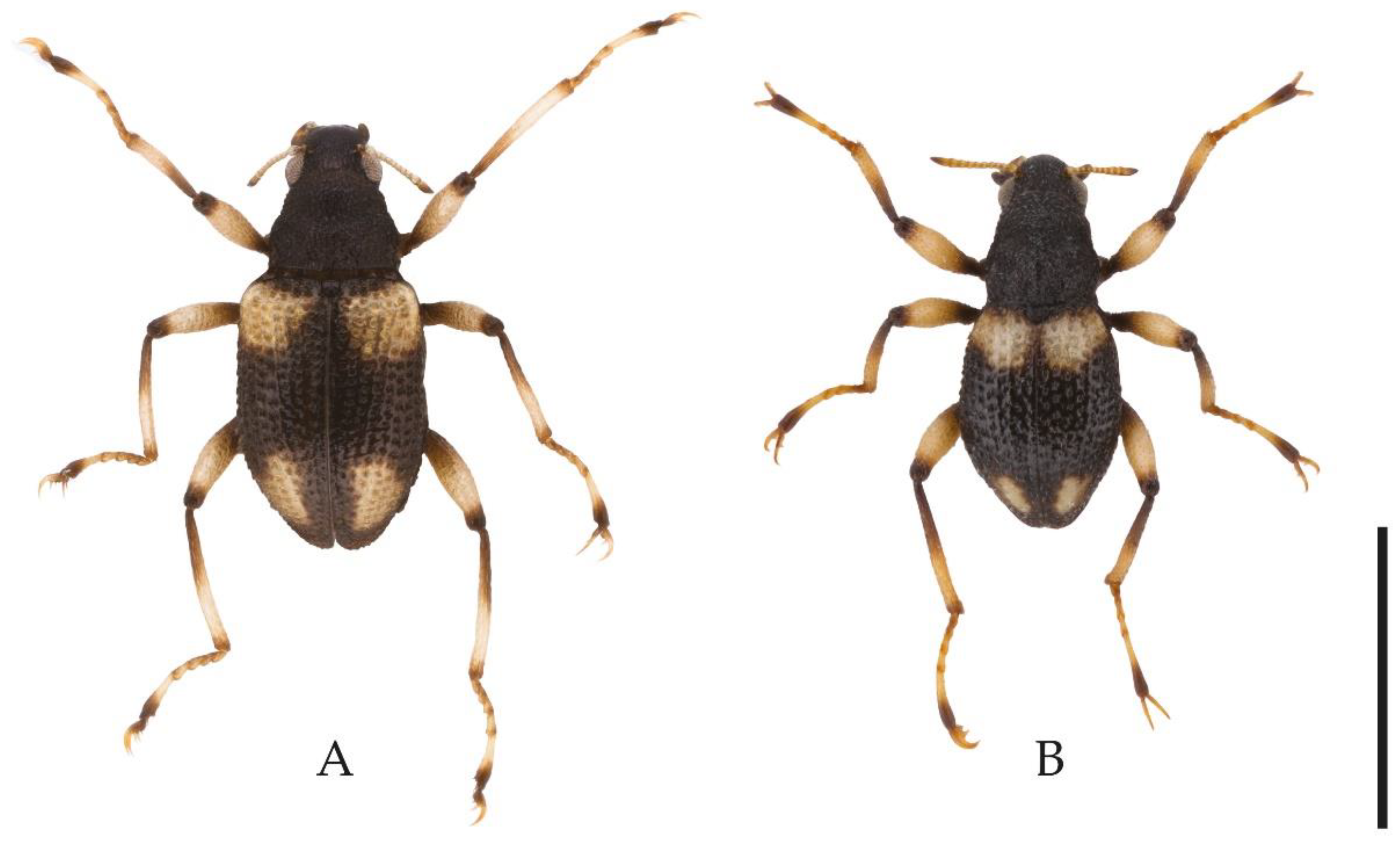 Taxonomy 03 00008 g002