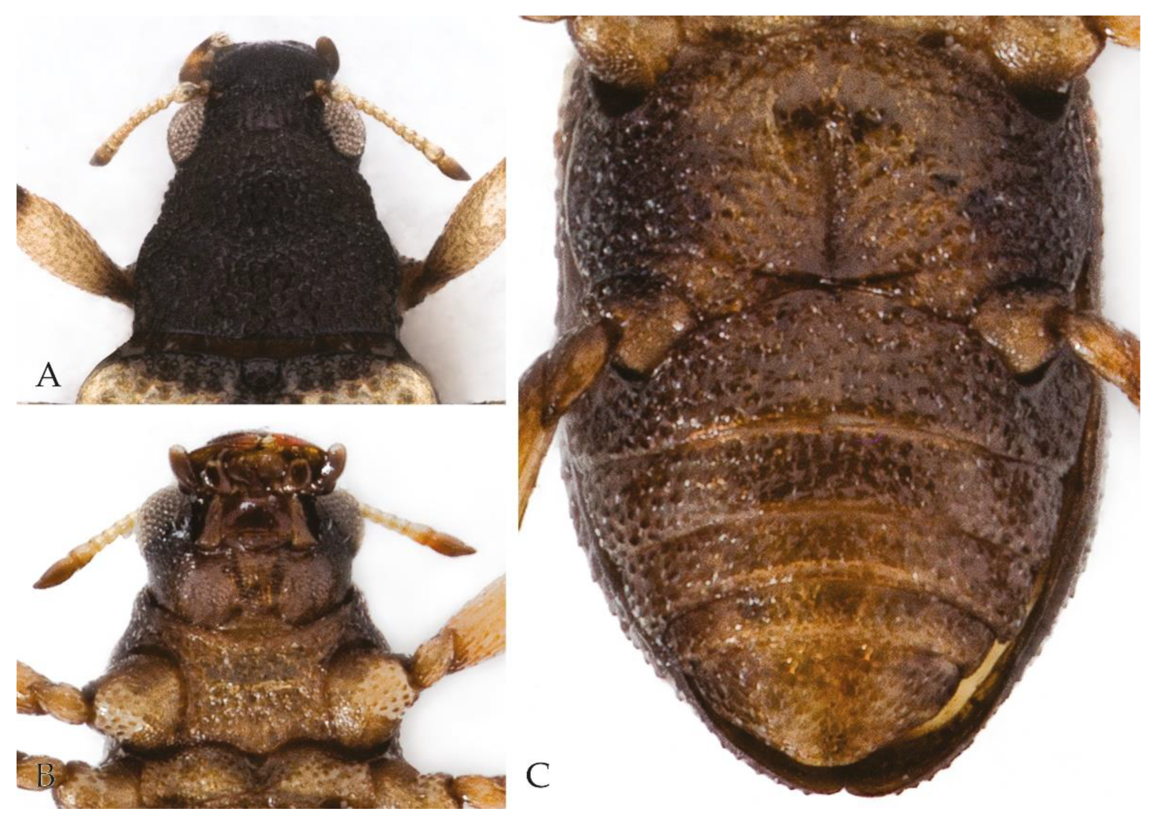 Taxonomy 03 00008 g003