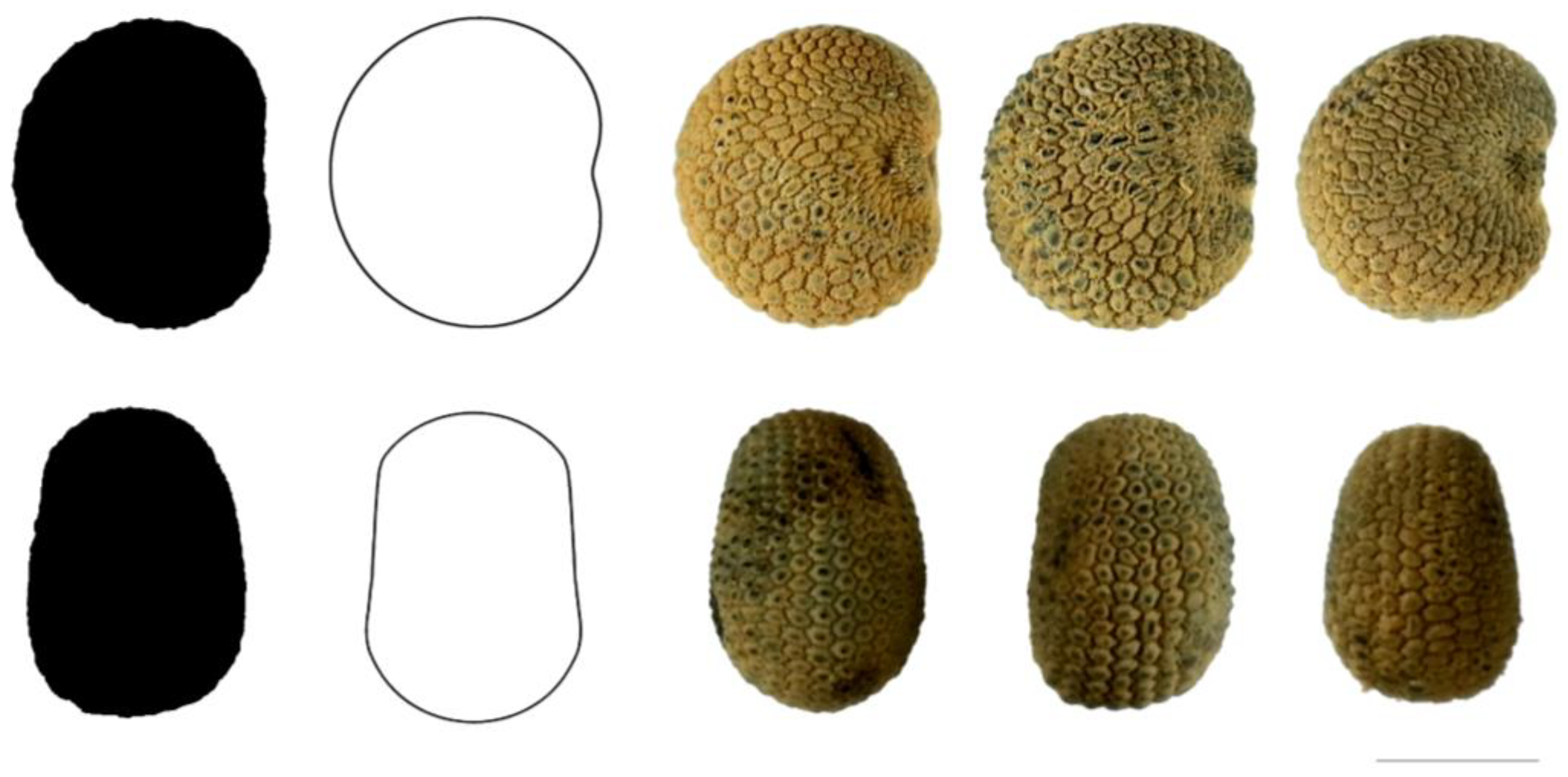 Taxonomy 03 00010 g005 550