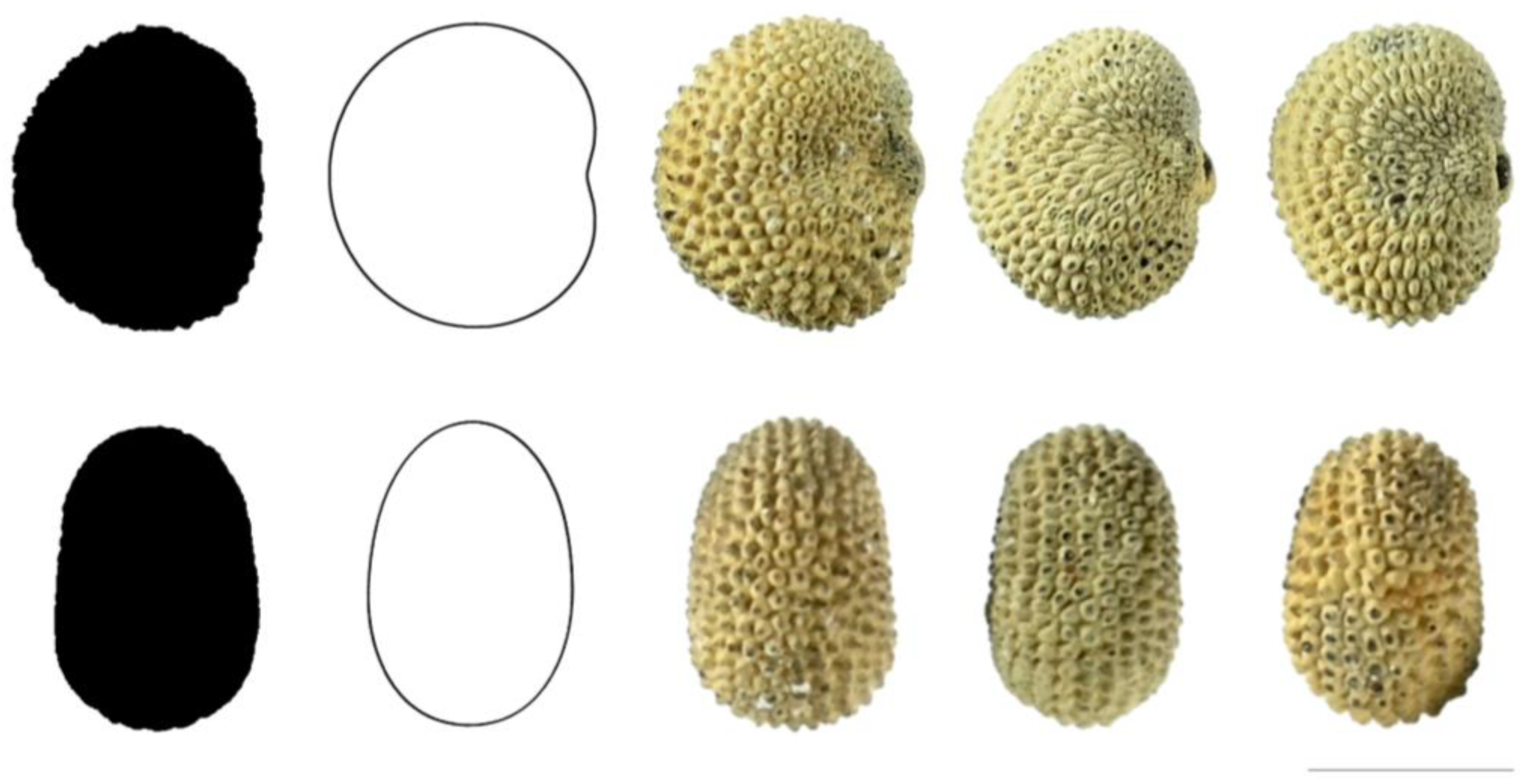 Taxonomy 03 00010 g006 550