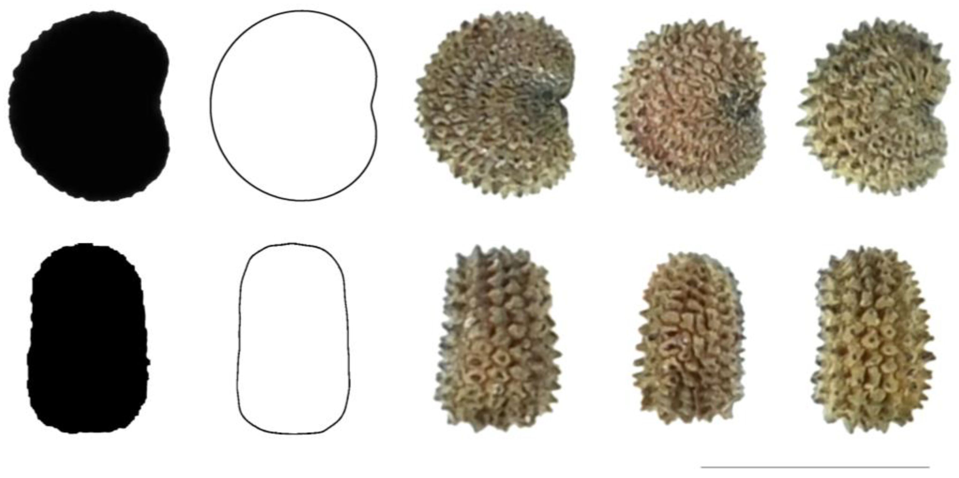 Taxonomy 03 00010 g007 550