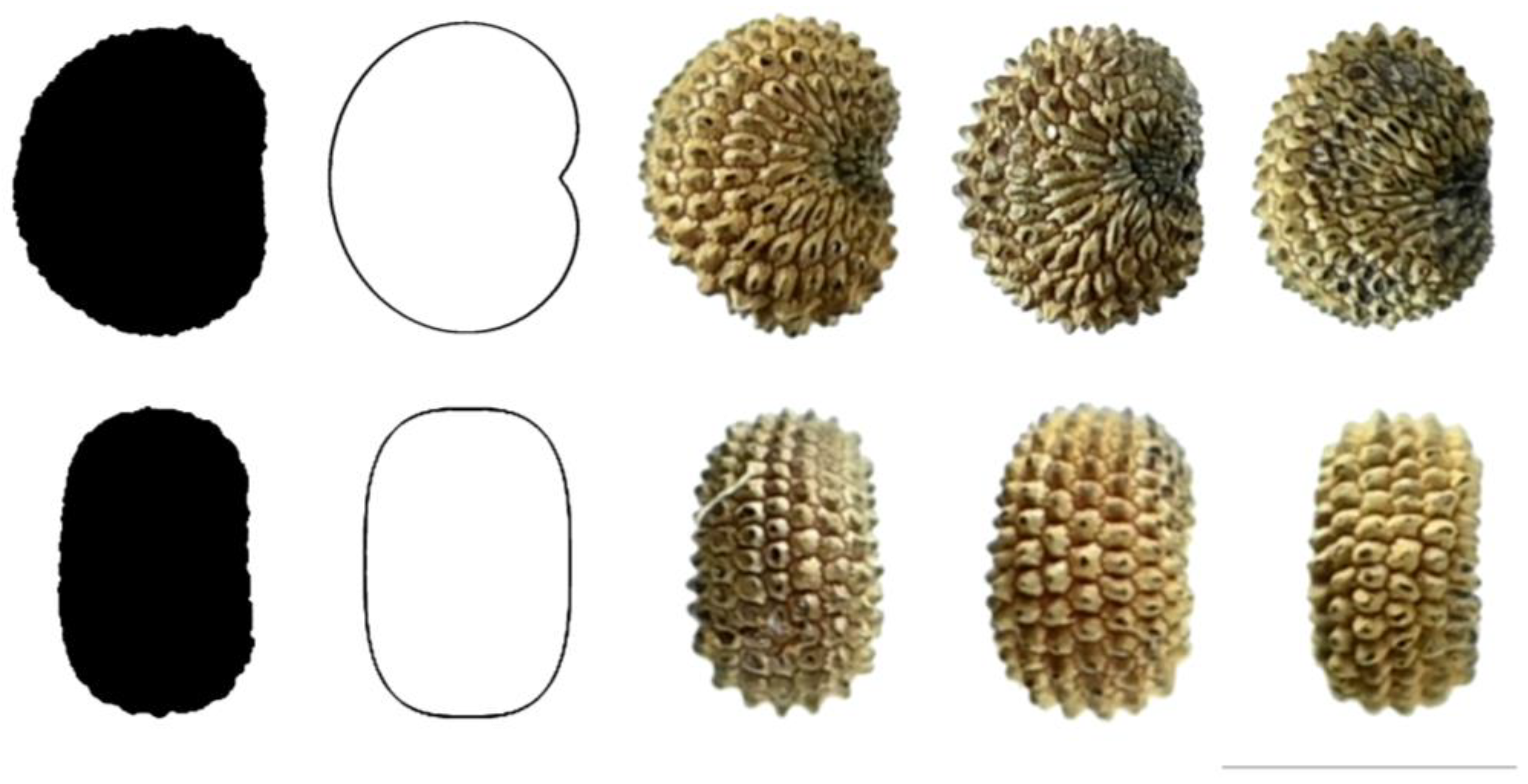 Taxonomy 03 00010 g008 550