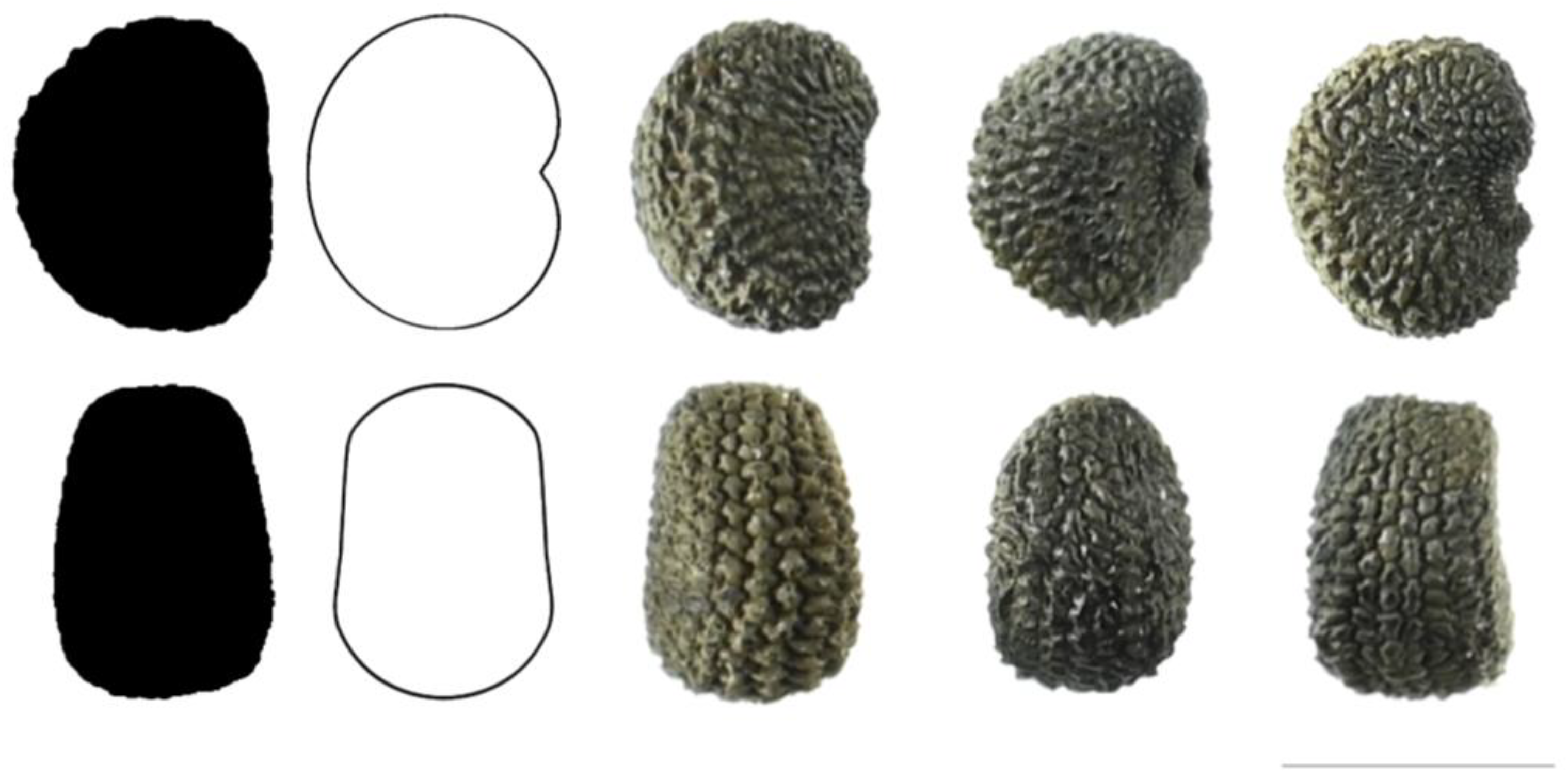 Taxonomy 03 00010 g009 550