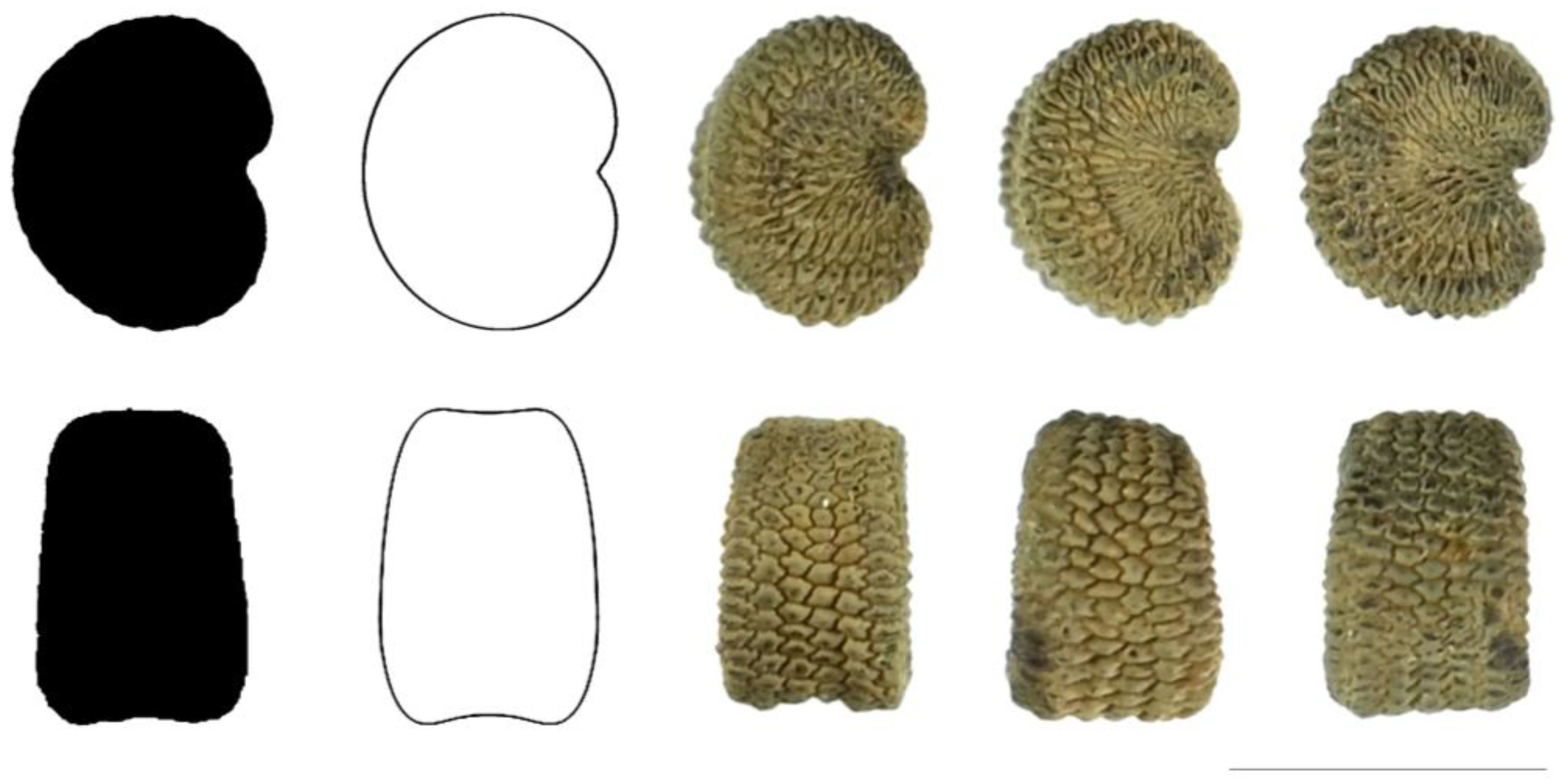 Taxonomy 03 00010 g011 550