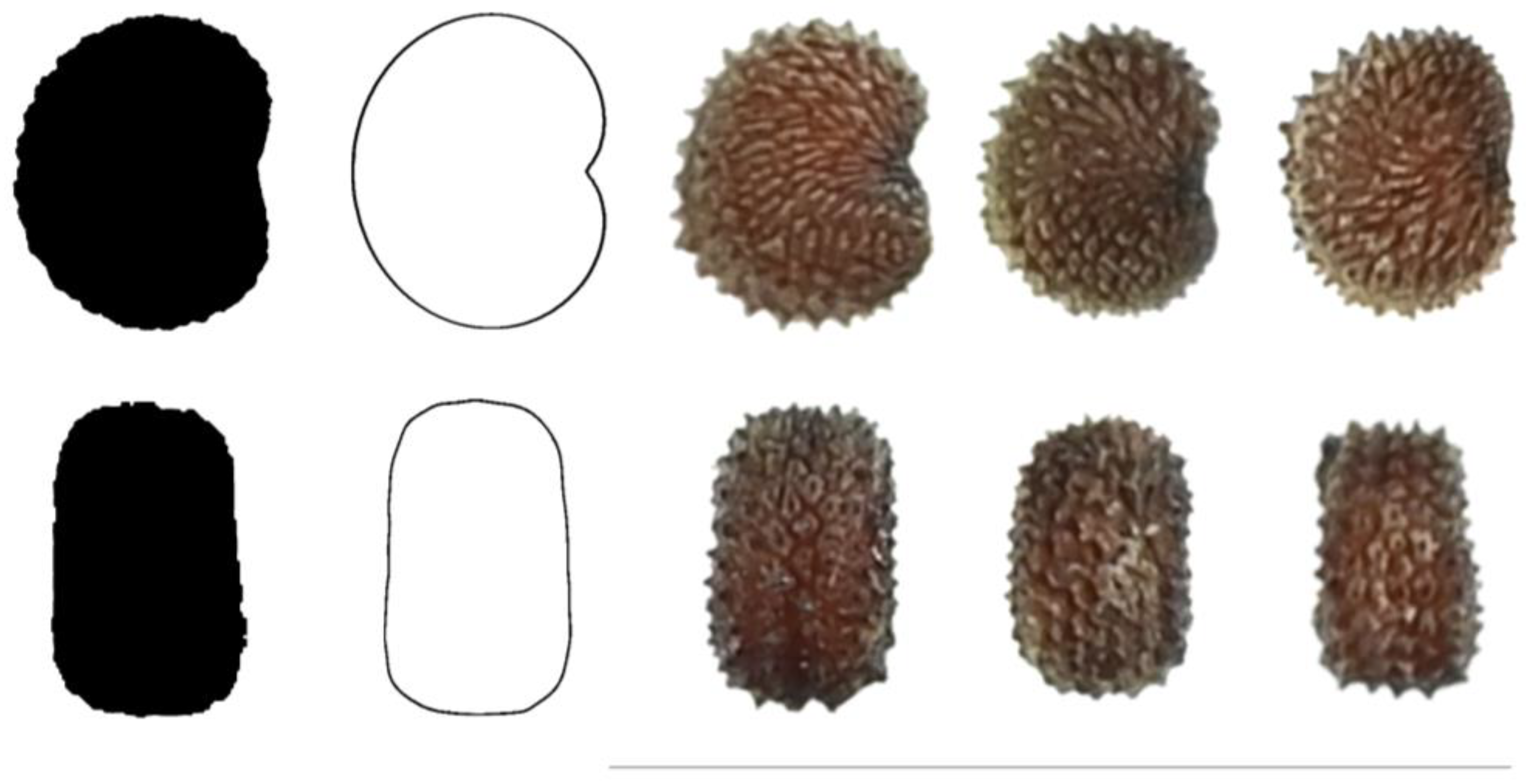 Taxonomy 03 00010 g012 550