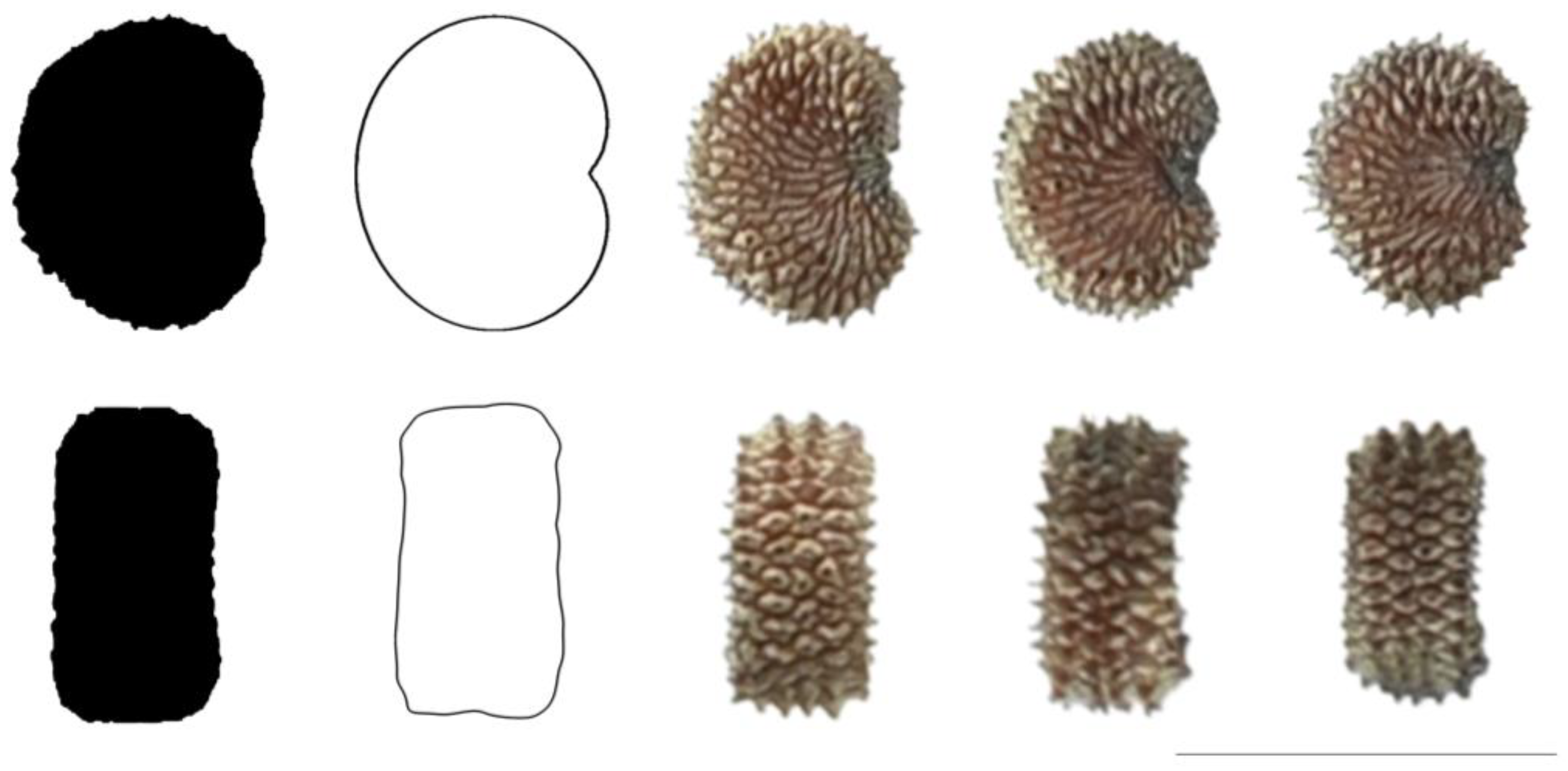 Taxonomy 03 00010 g013 550