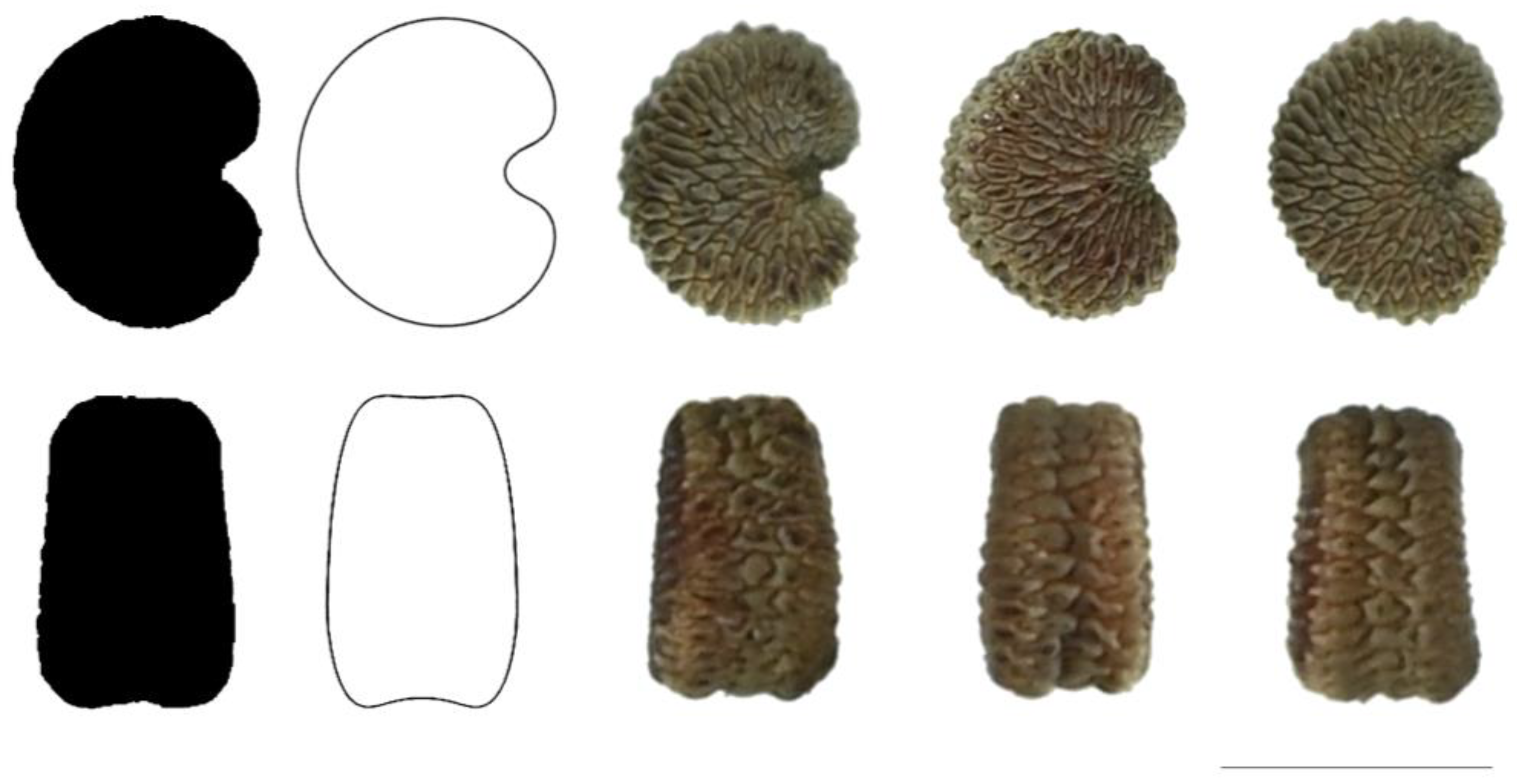 Taxonomy 03 00010 g014 550