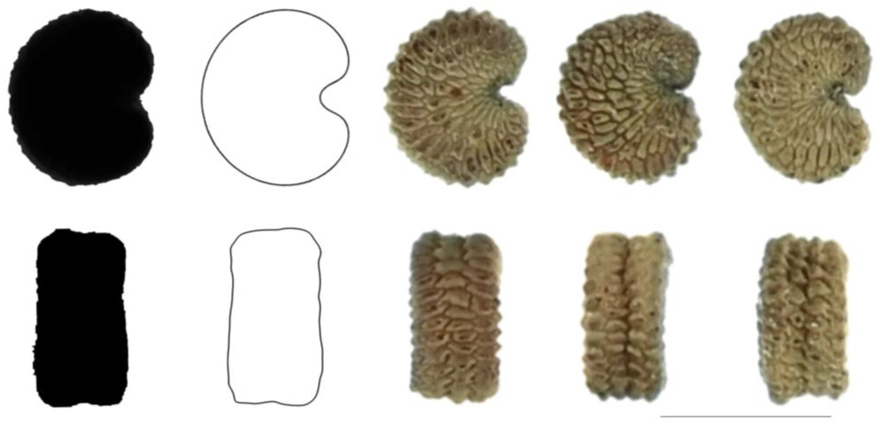 Taxonomy 03 00010 g015 550