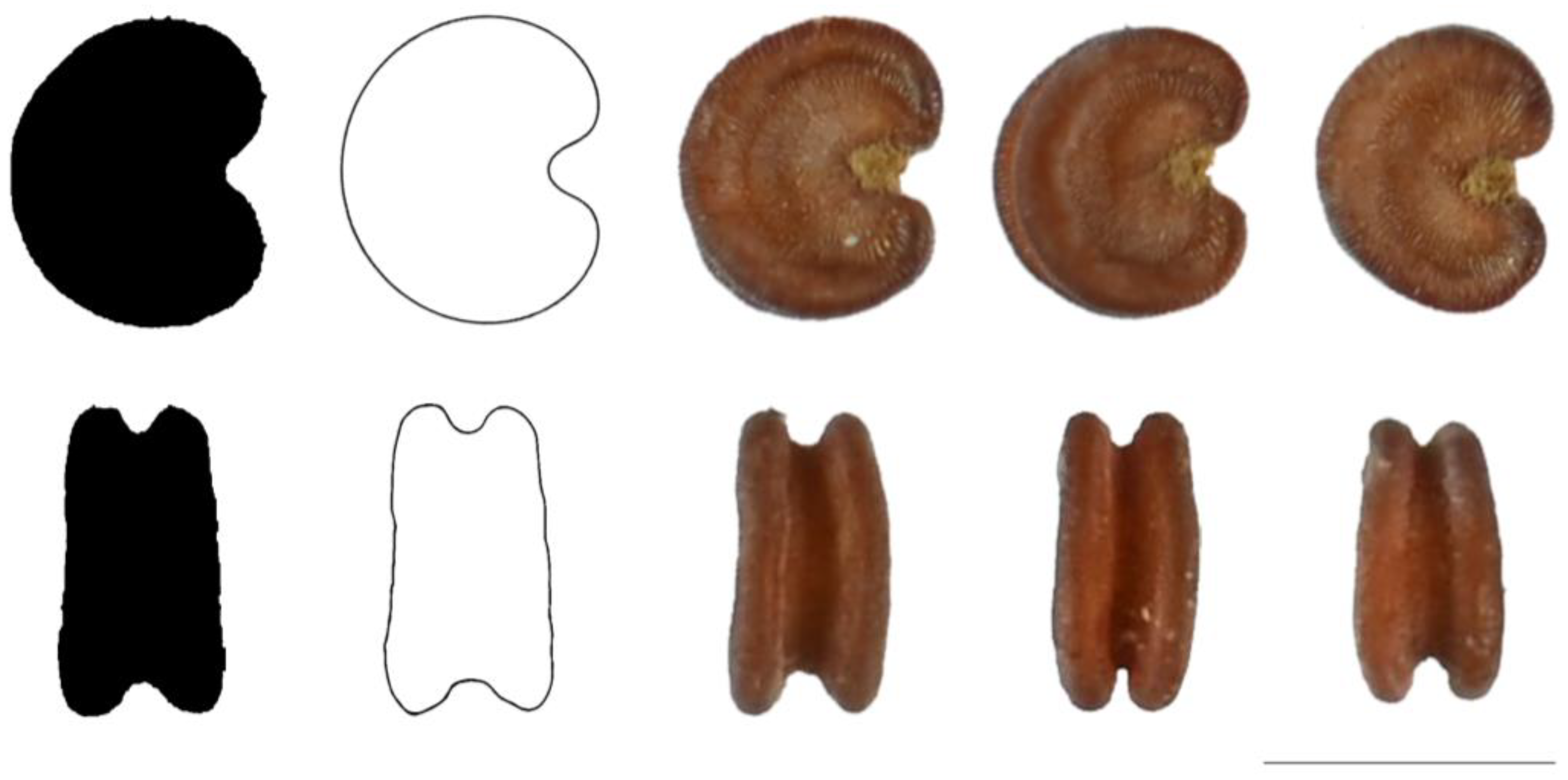 Taxonomy 03 00010 g017 550