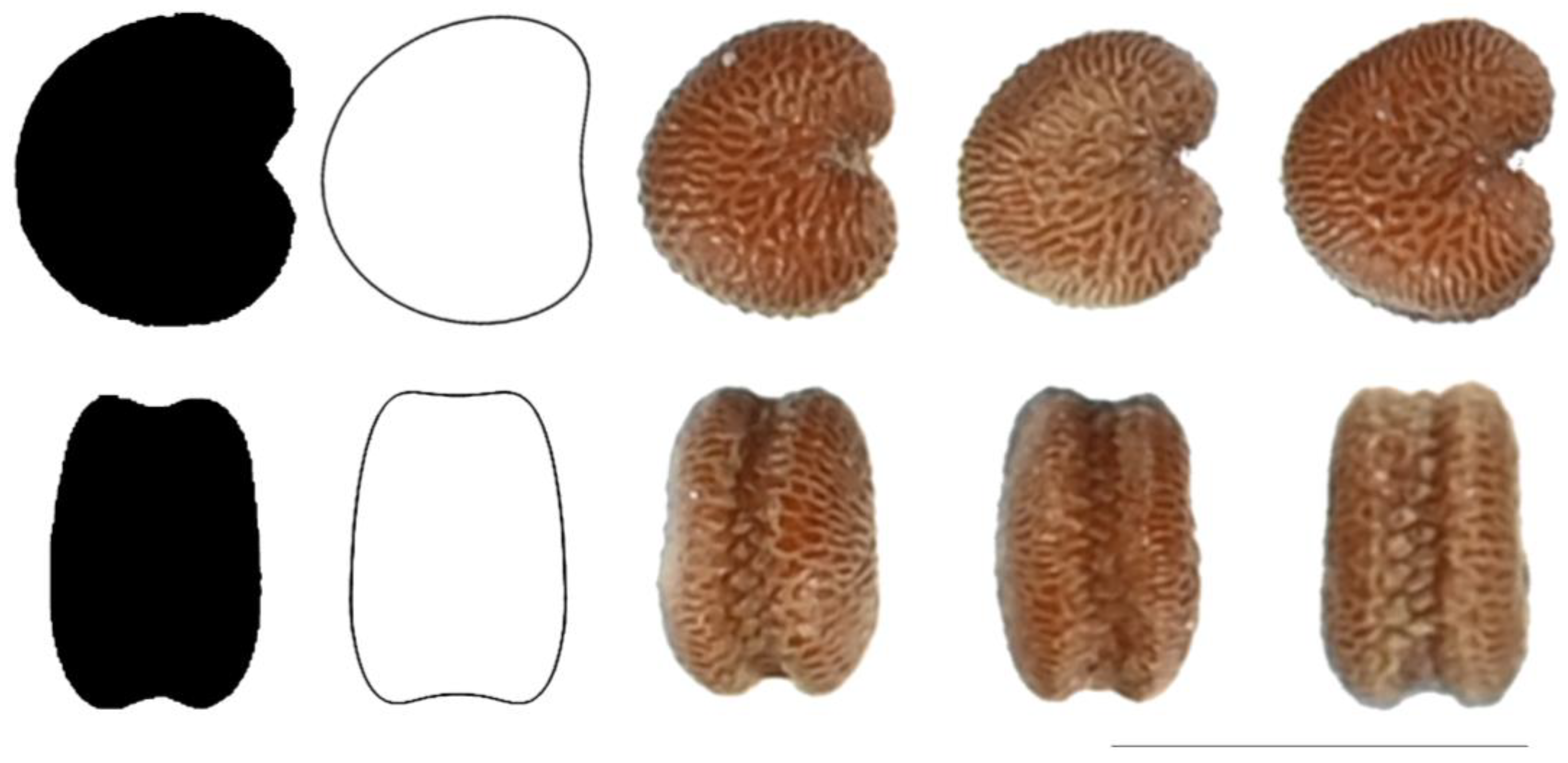 Taxonomy 03 00010 g018 550