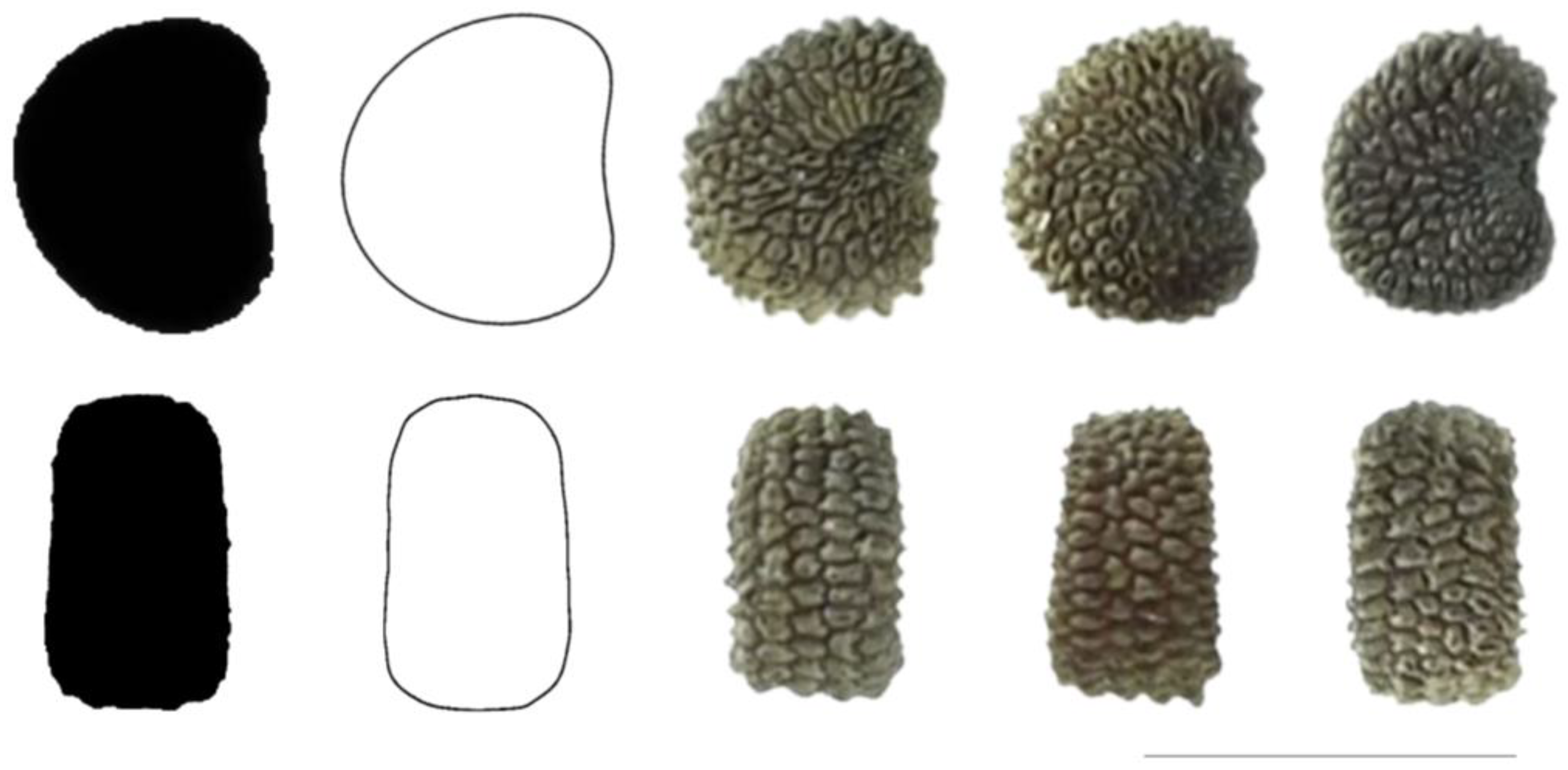 Taxonomy 03 00010 g019 550