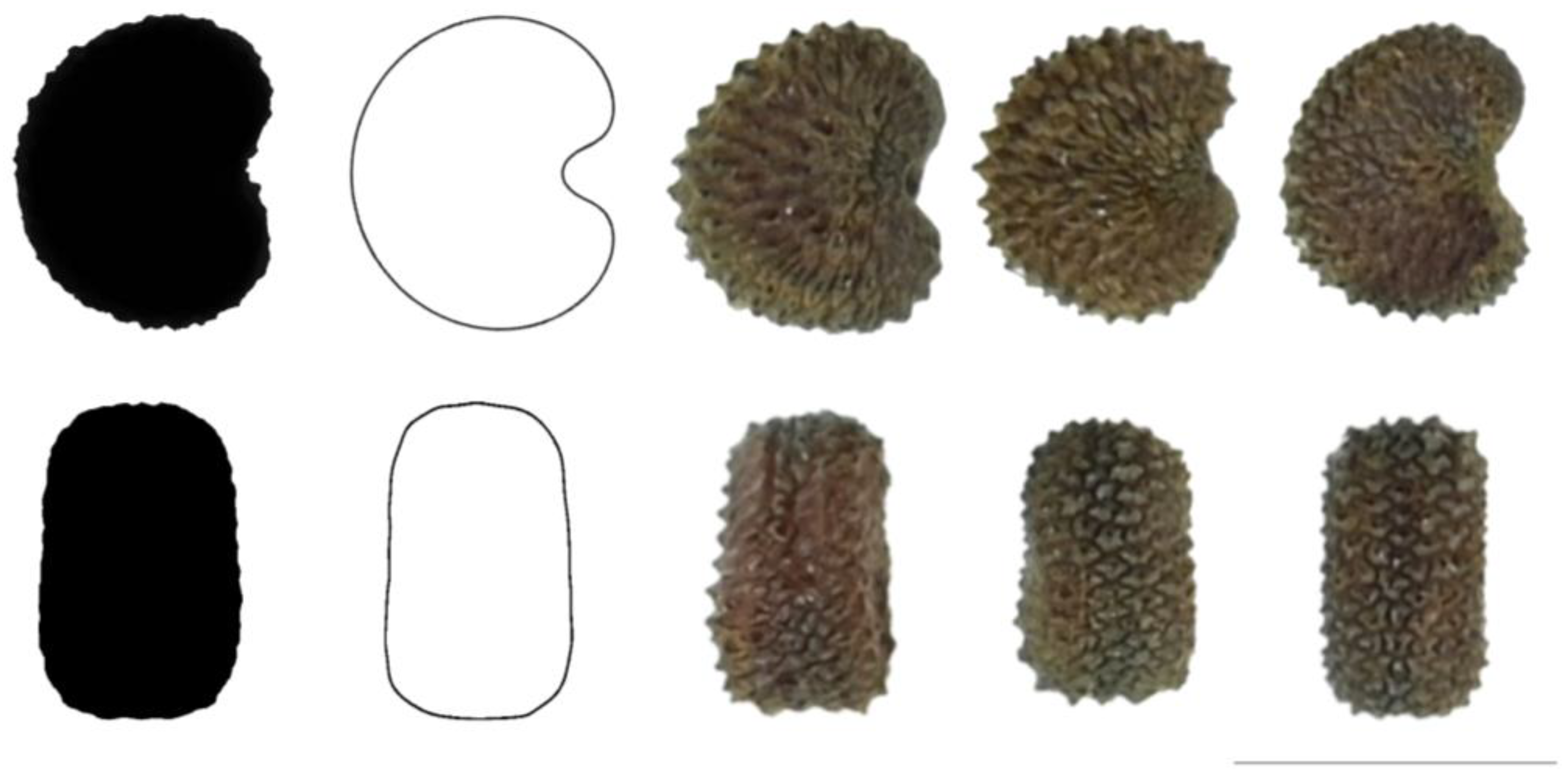 Taxonomy 03 00010 g020 550