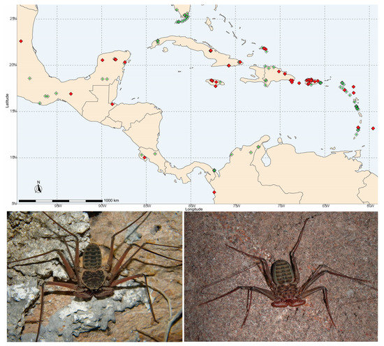 Spiders of Costa Rica - Tropical Ecology