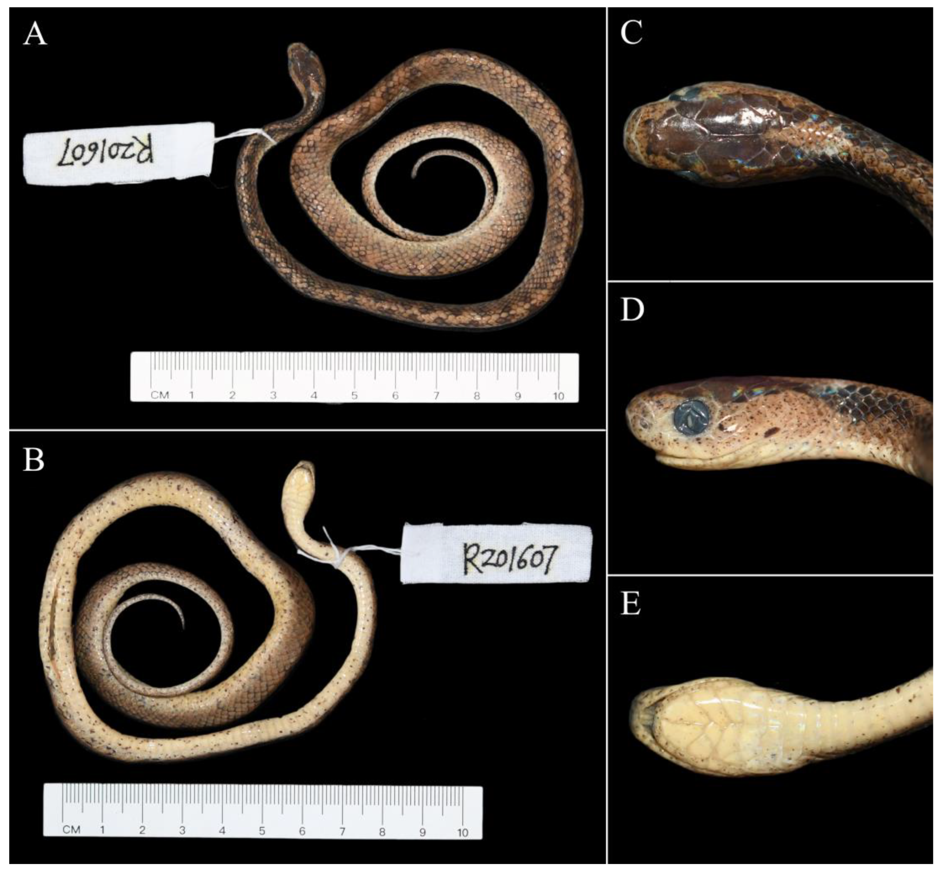 Taxonomy 03 00013 g002