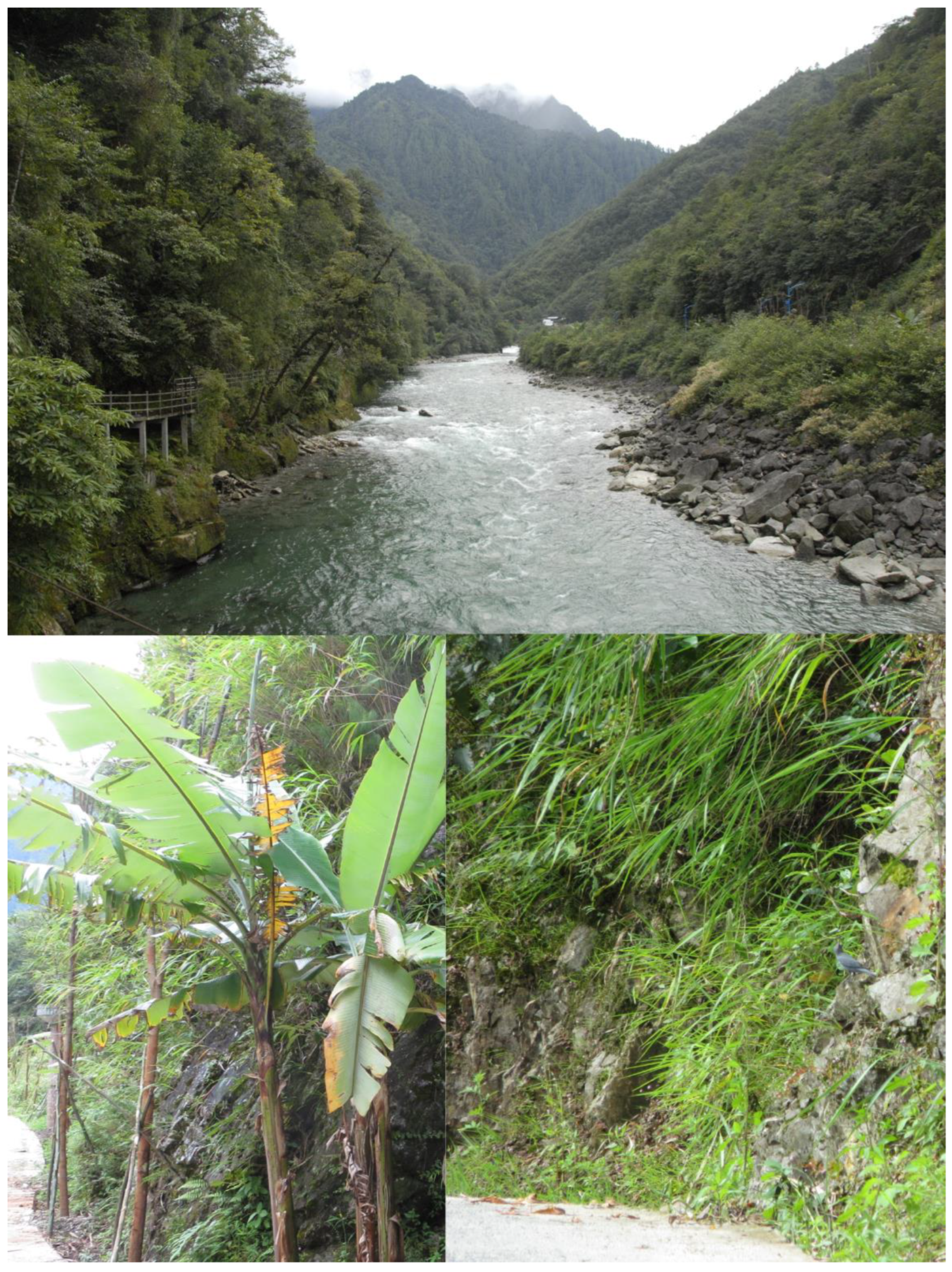 Taxonomy 03 00013 g004