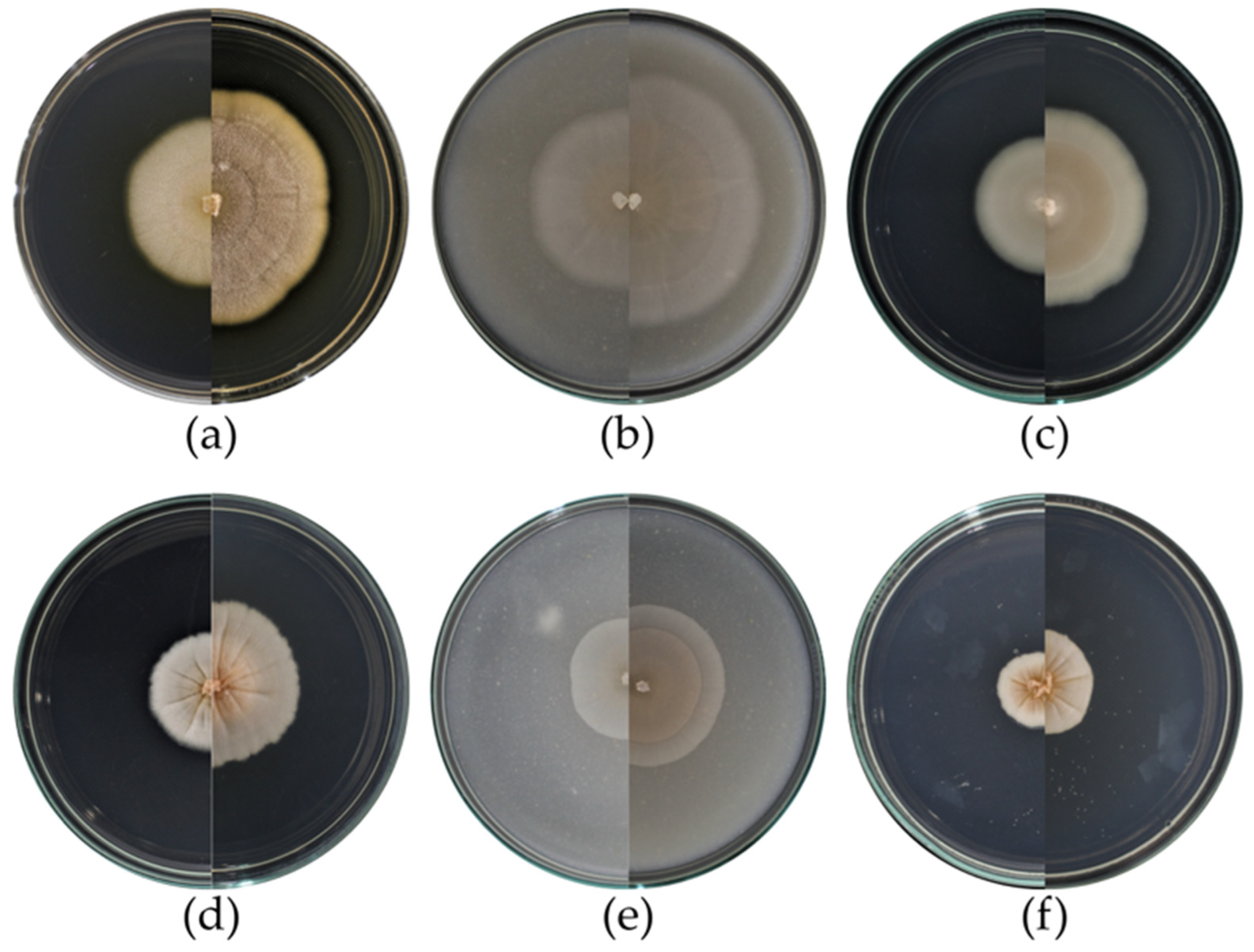 Taxonomy 03 00014 g002 Taxonomy 03 00014 g002