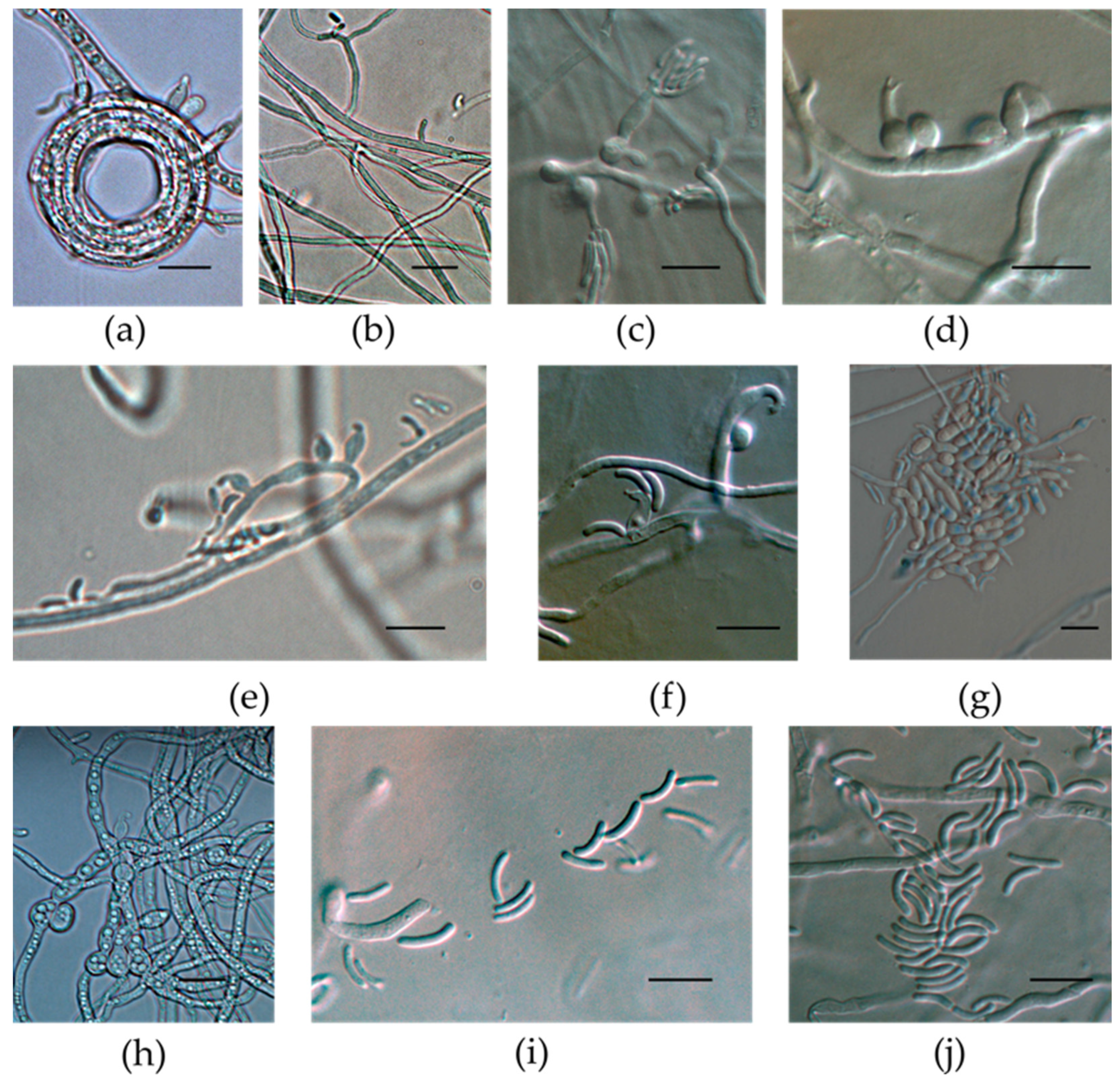 Taxonomy 03 00014 g003 Taxonomy 03 00014 g003