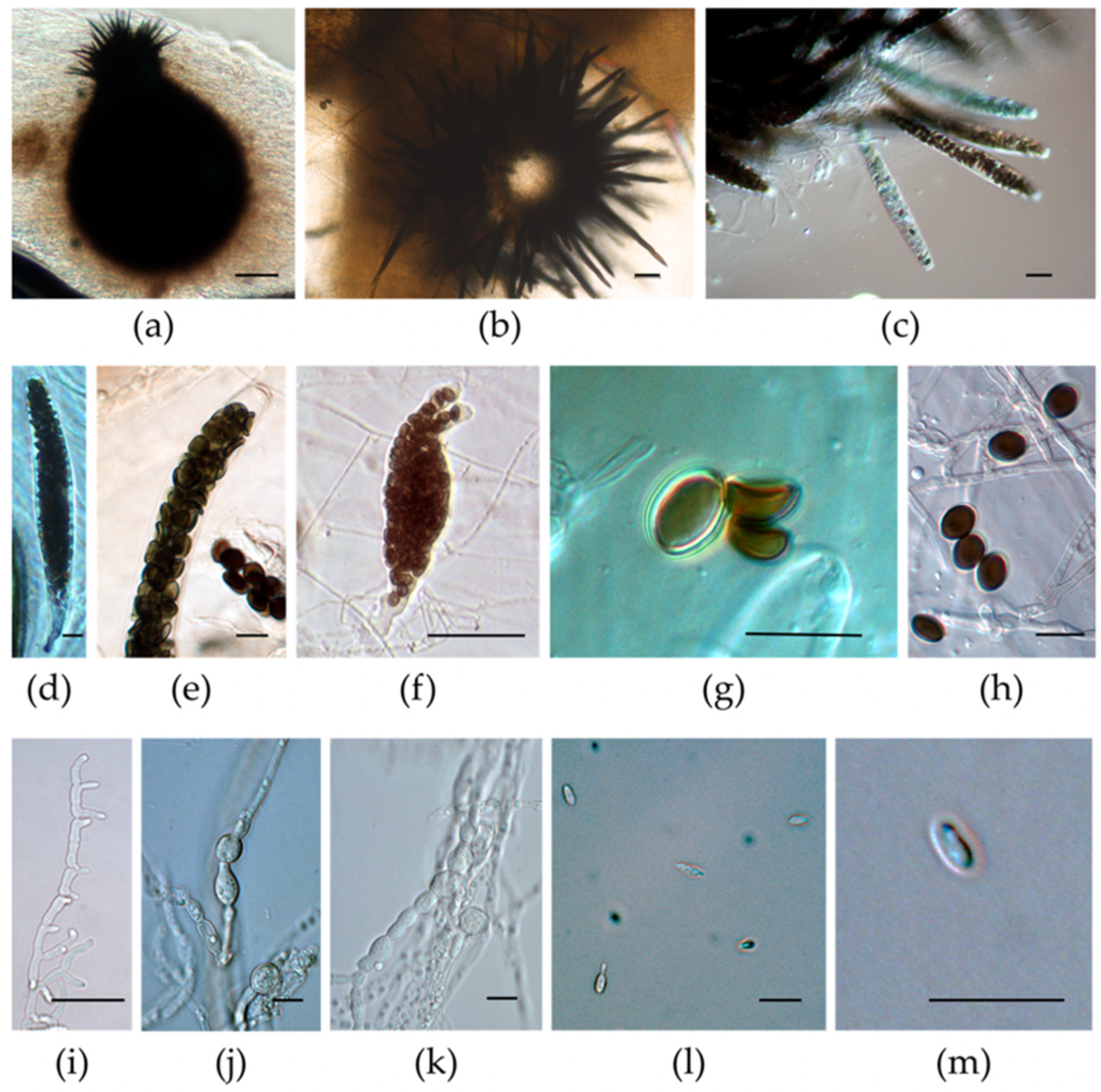 Taxonomy 03 00014 g004 Taxonomy 03 00014 g004