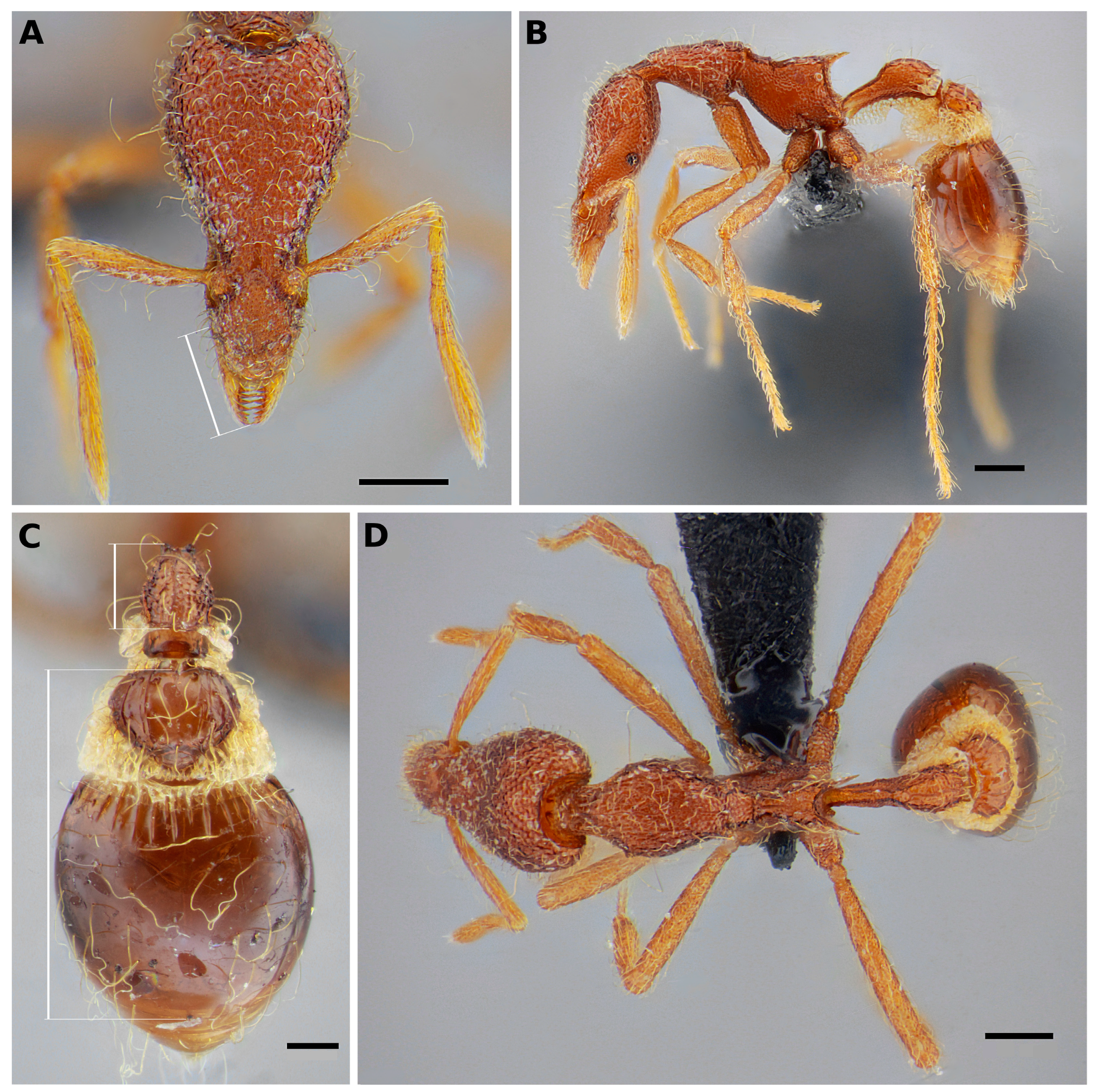 Taxonomy 03 00016 g001