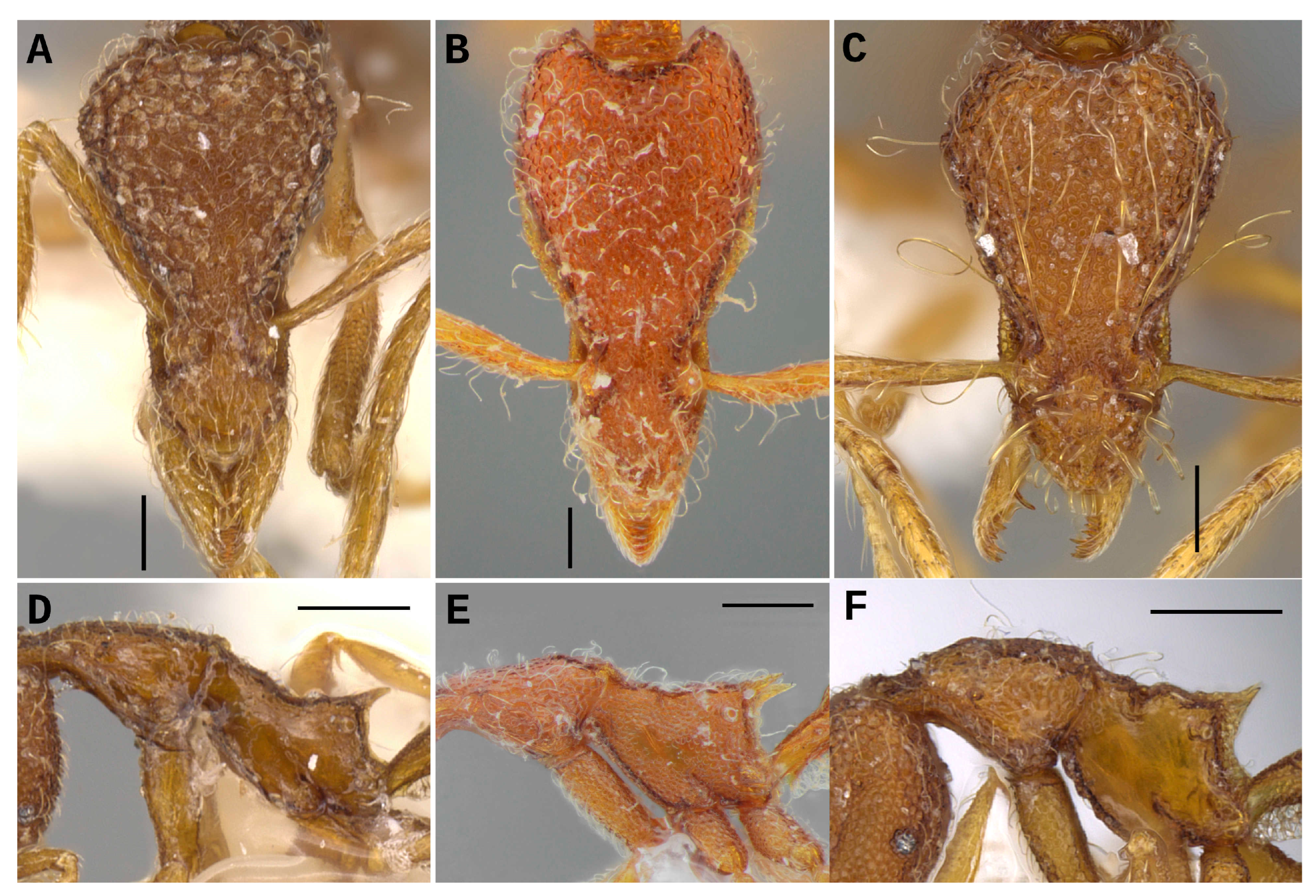 Taxonomy 03 00016 g003
