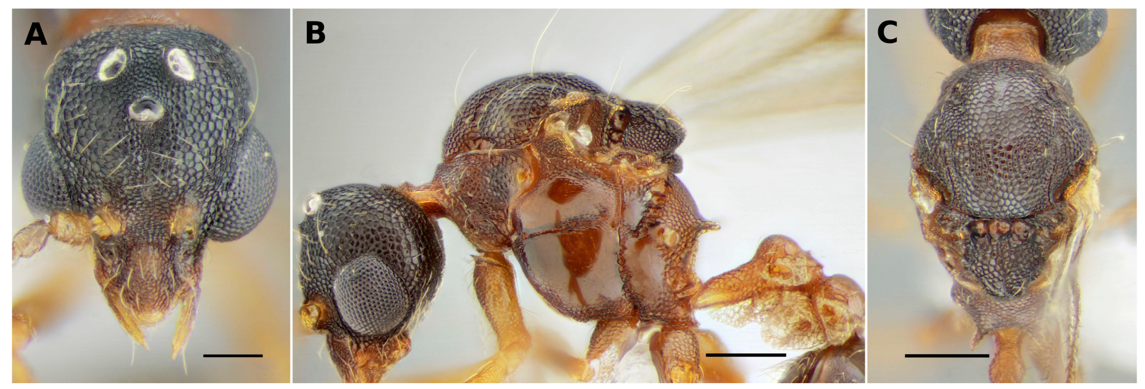 Taxonomy 03 00016 g005