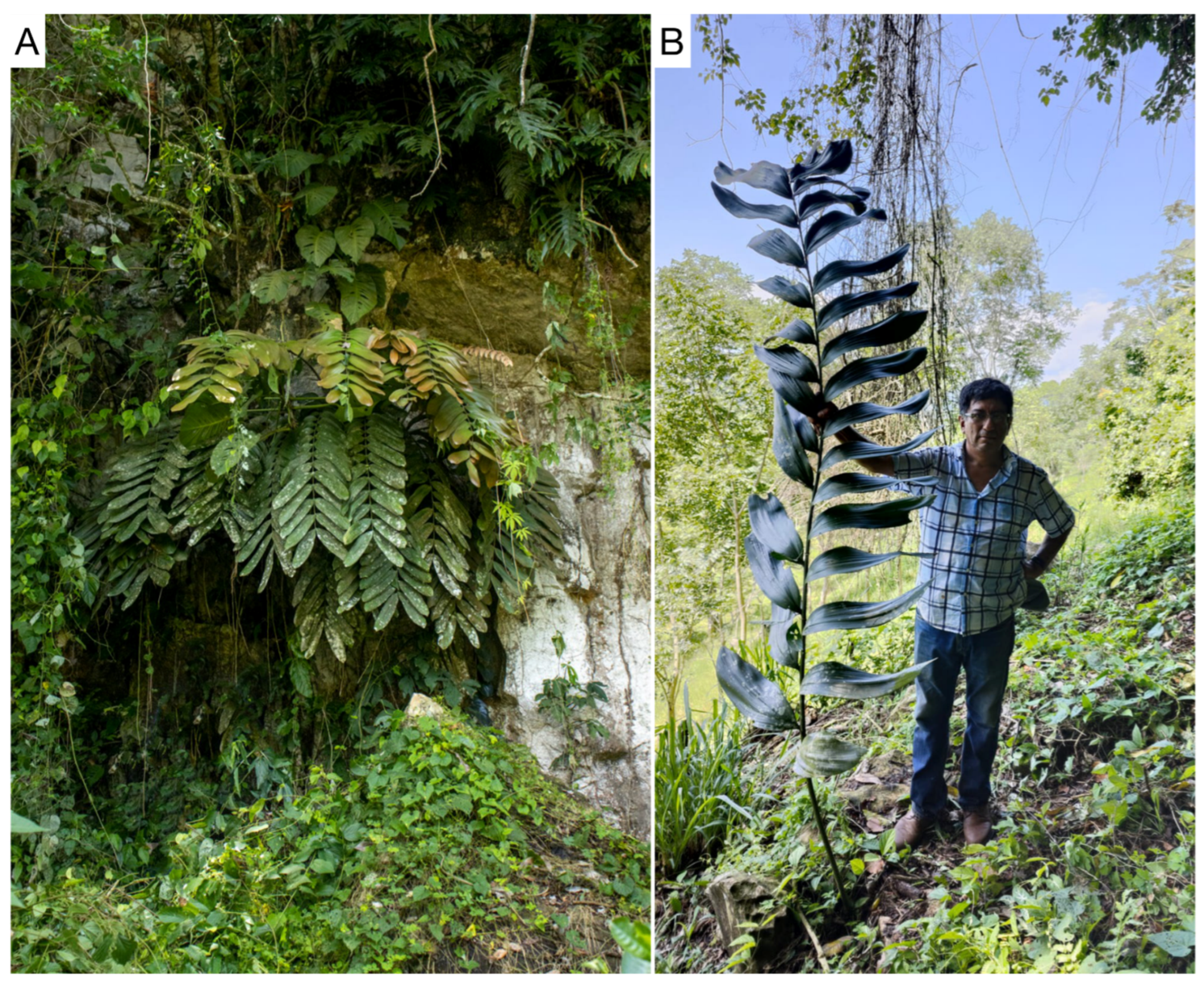 Taxonomy 03 00017 g004