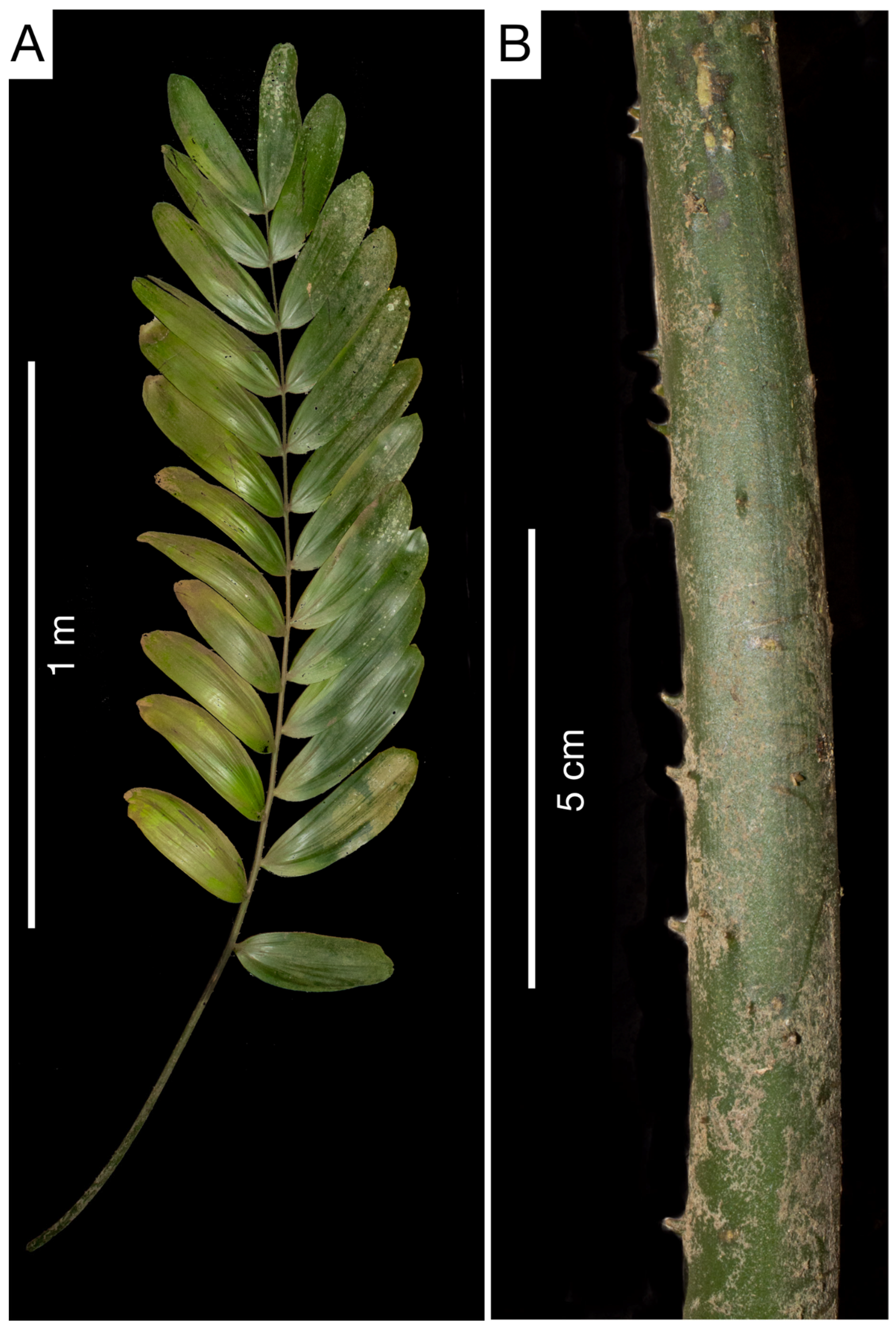 Taxonomy 03 00017 g005