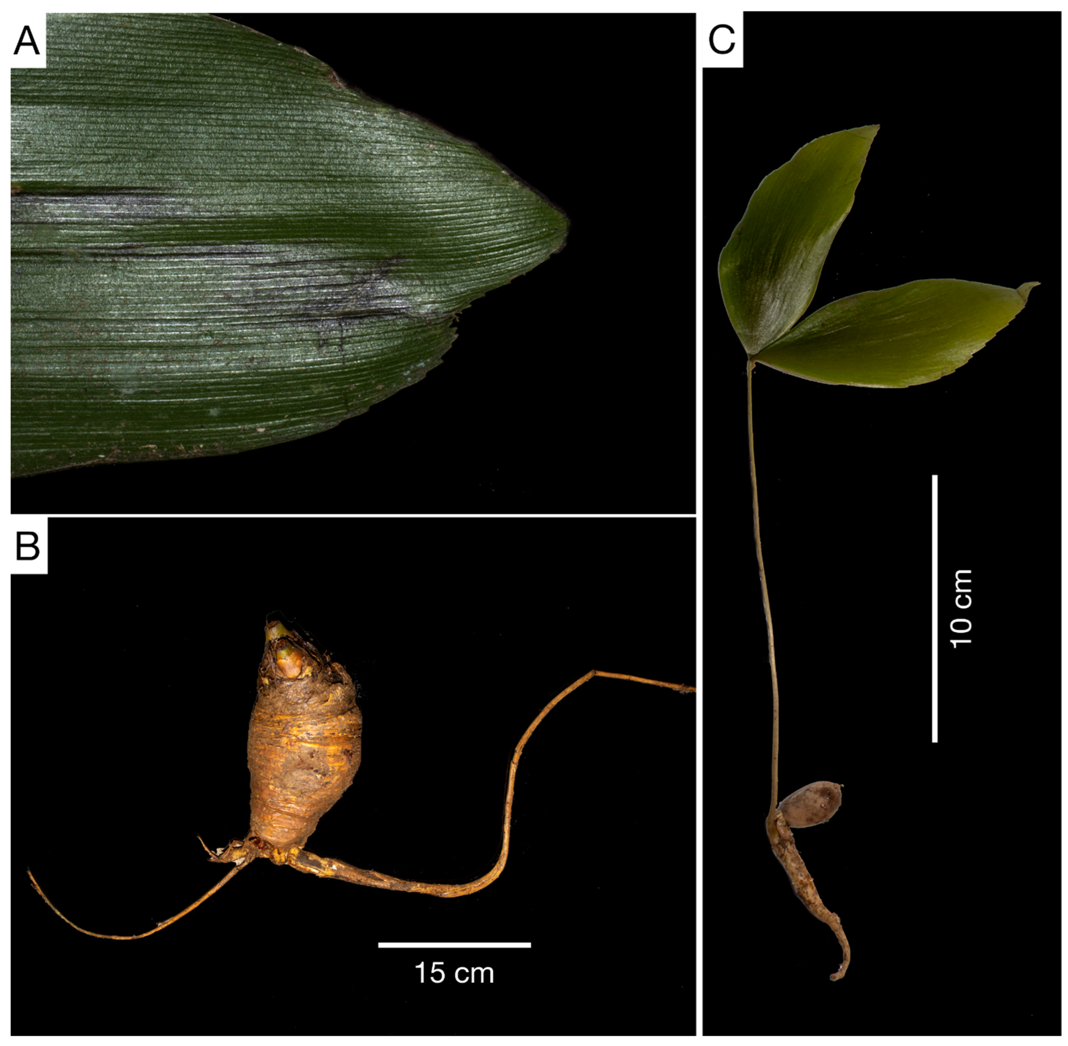 Taxonomy 03 00017 g006