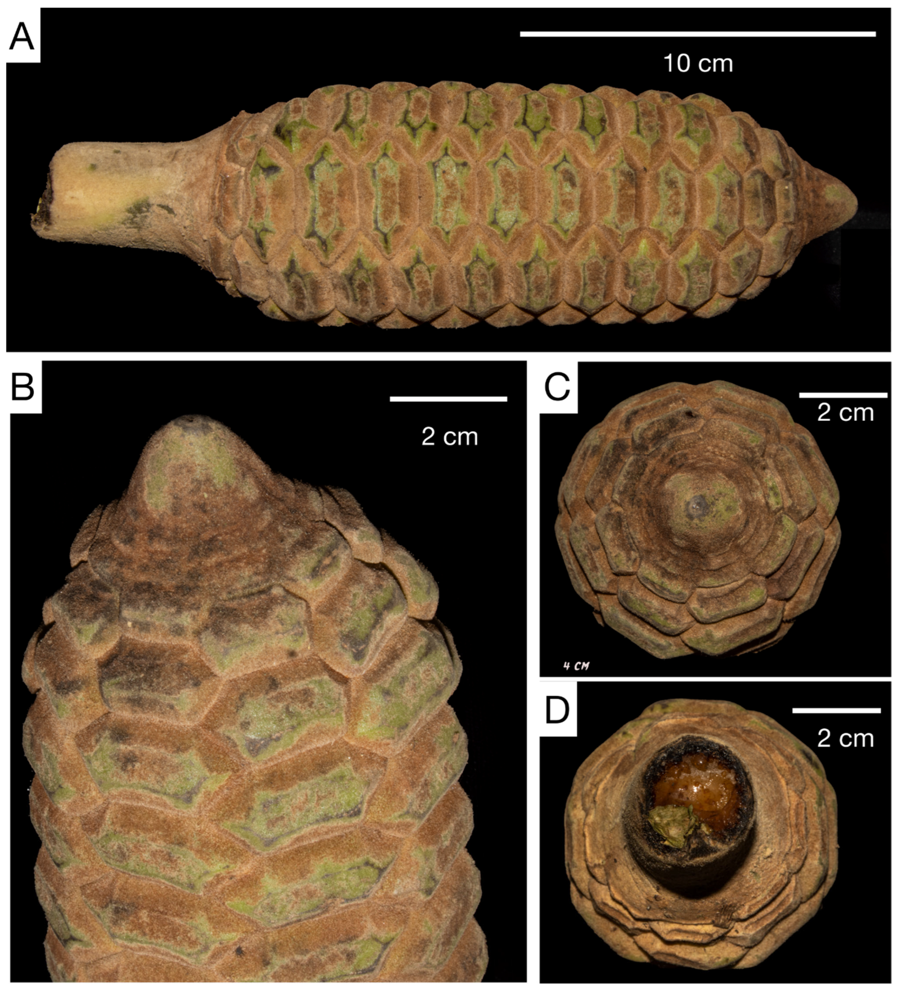 Taxonomy 03 00017 g008