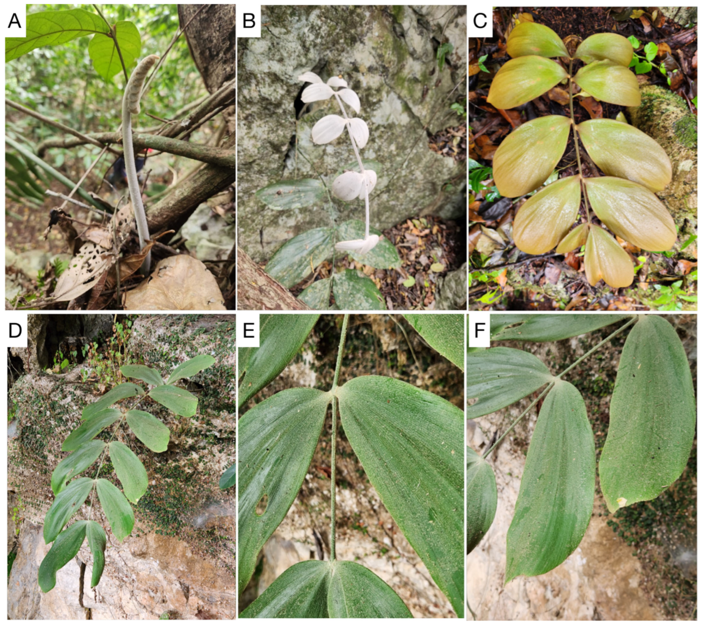 Taxonomy 03 00017 g009