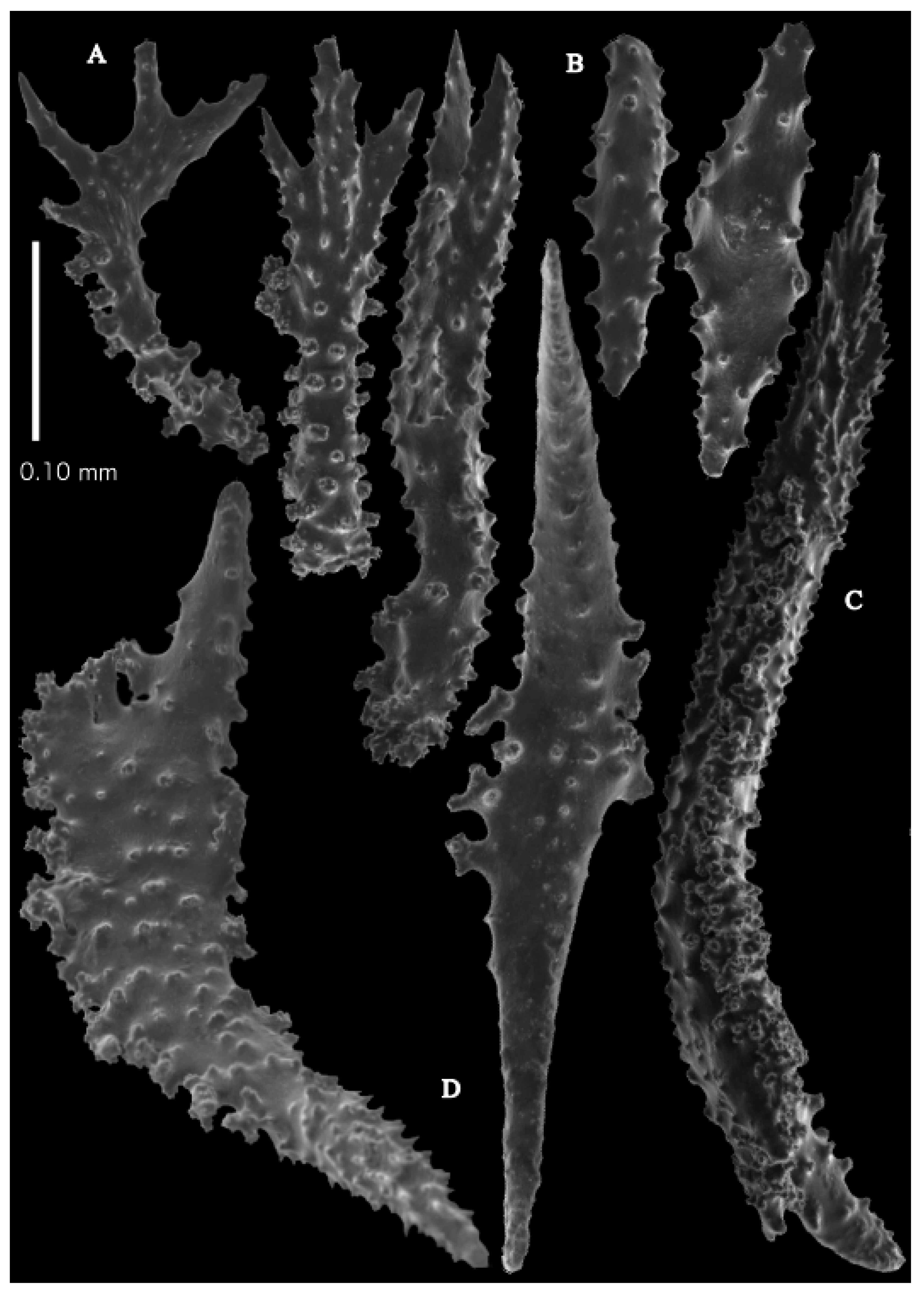 Taxonomy 03 00018 g012