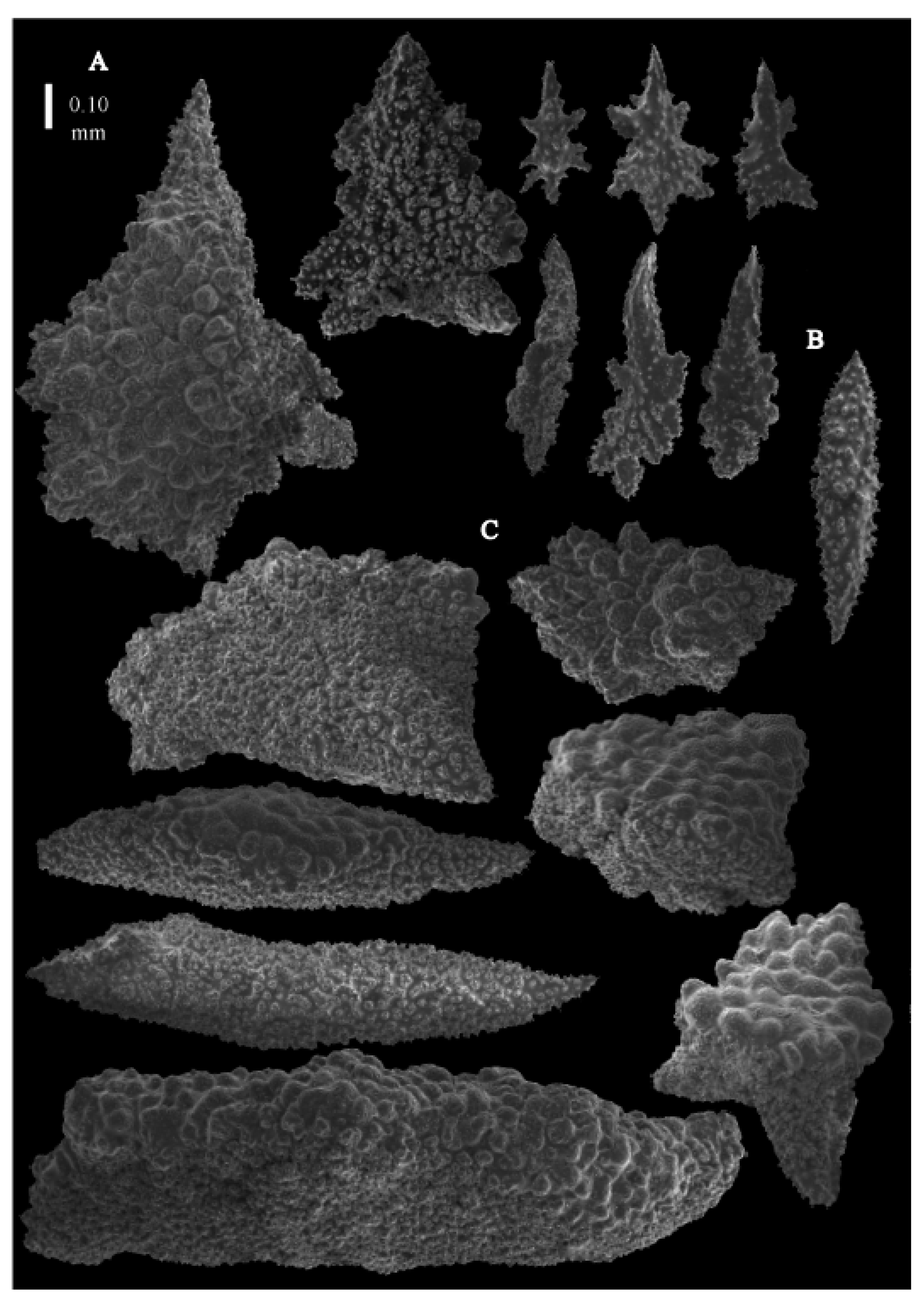 Taxonomy 03 00018 g013